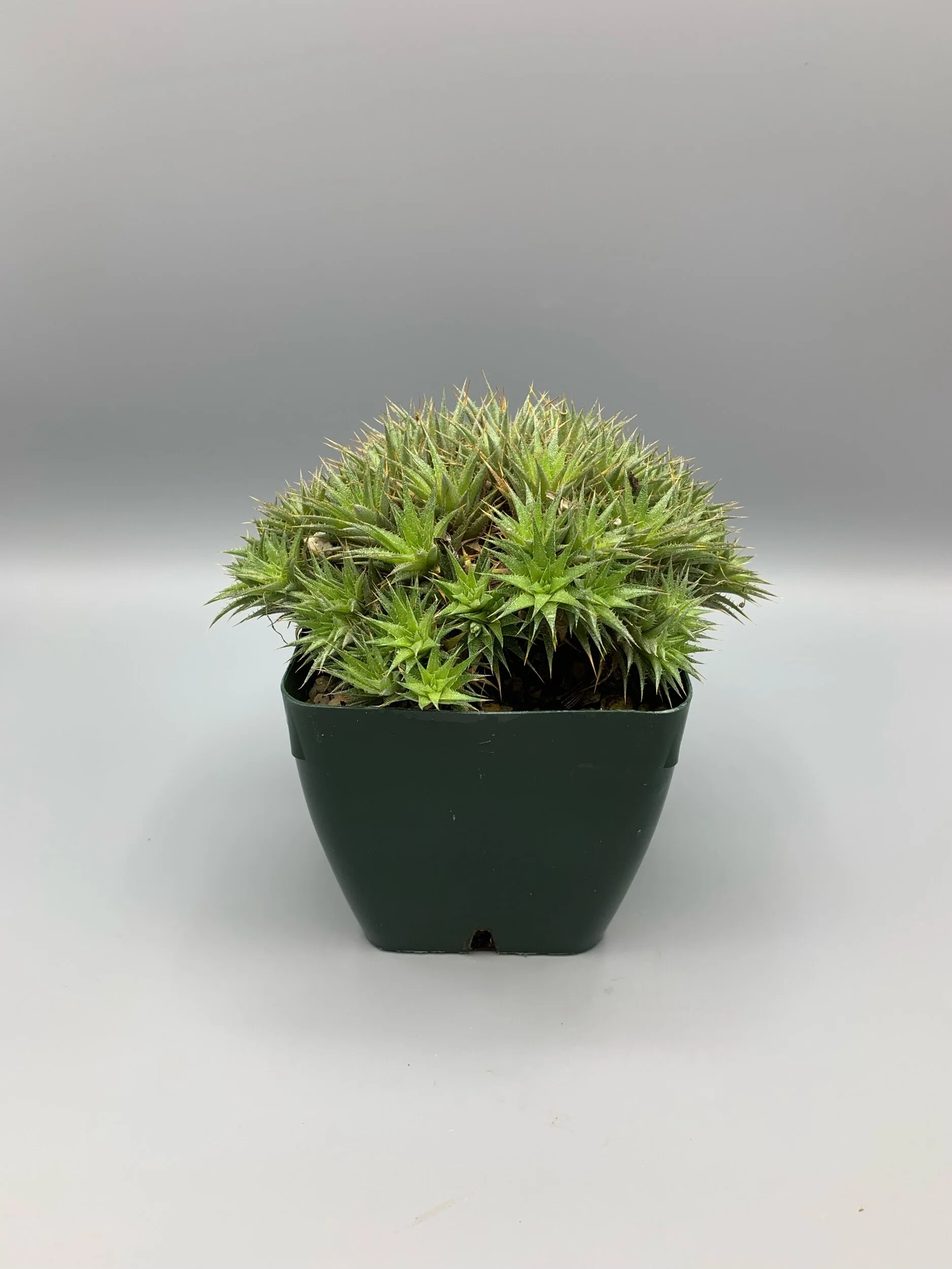 1A8C7A0C-9029-474C-AA60-60F407E2242E