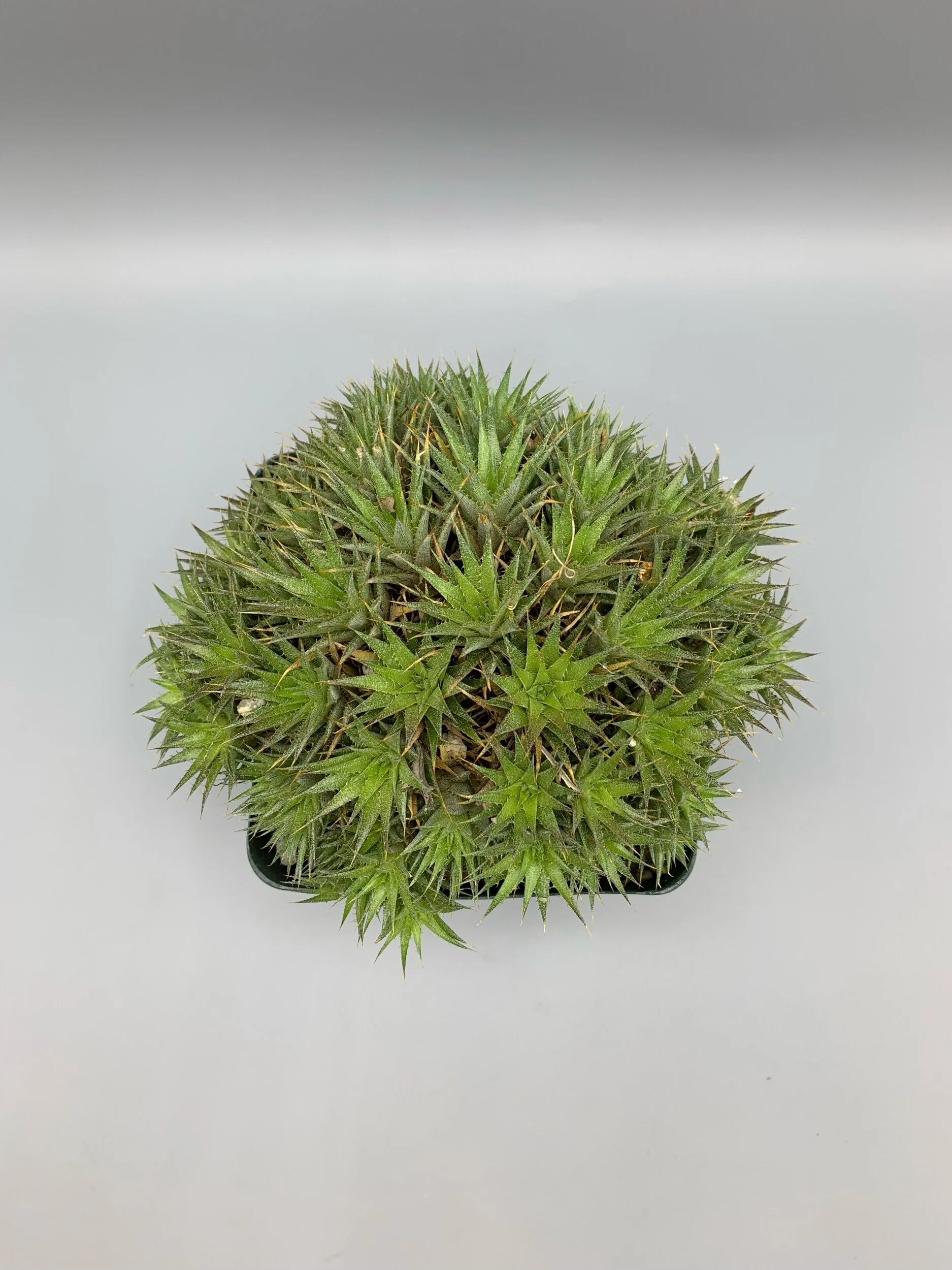 1B68FAA2-50ED-43C5-9AC4-FDAC189D29C0