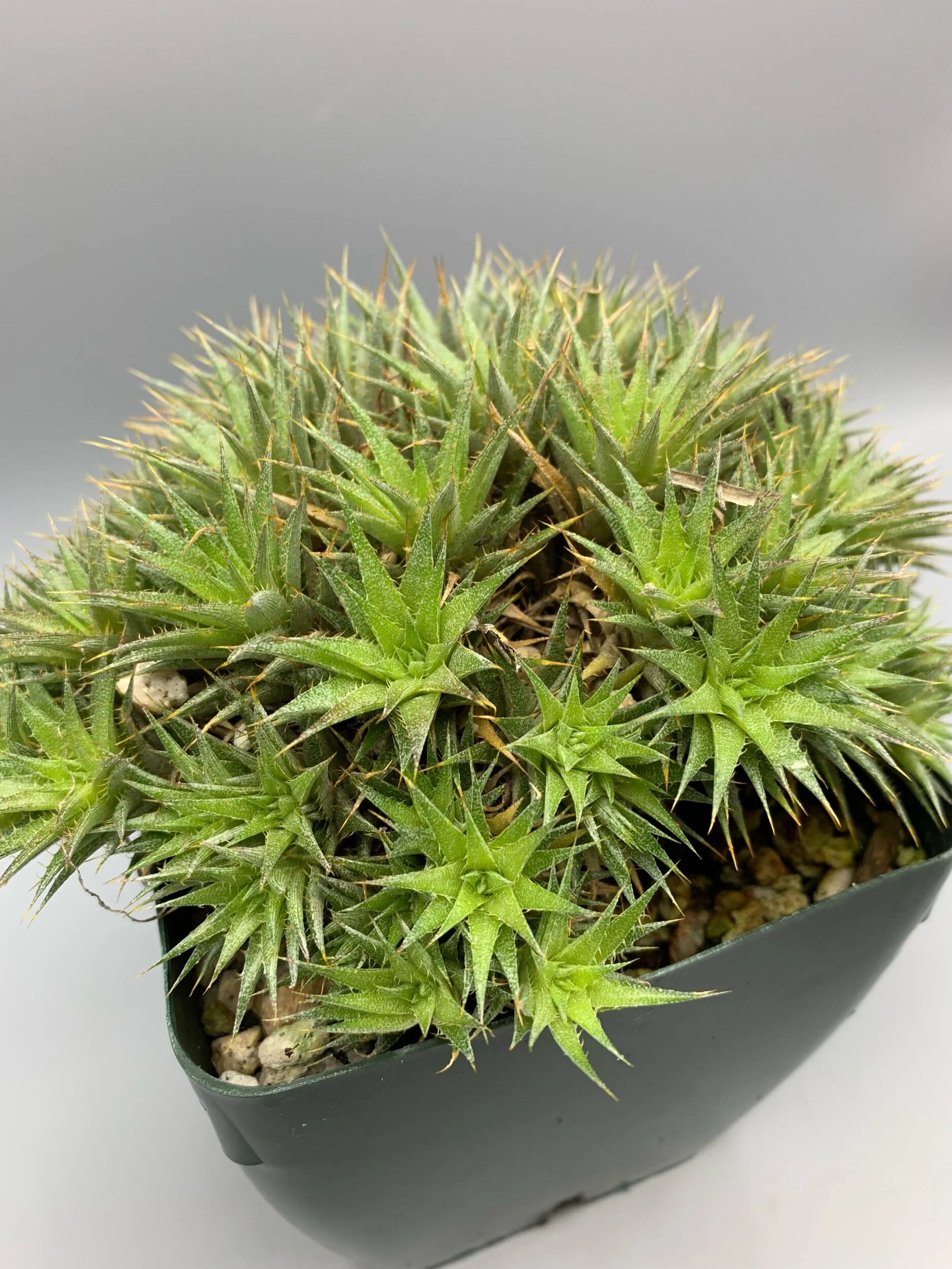 7CB41AC7-A2E9-42B0-A0AF-44660D85CB44