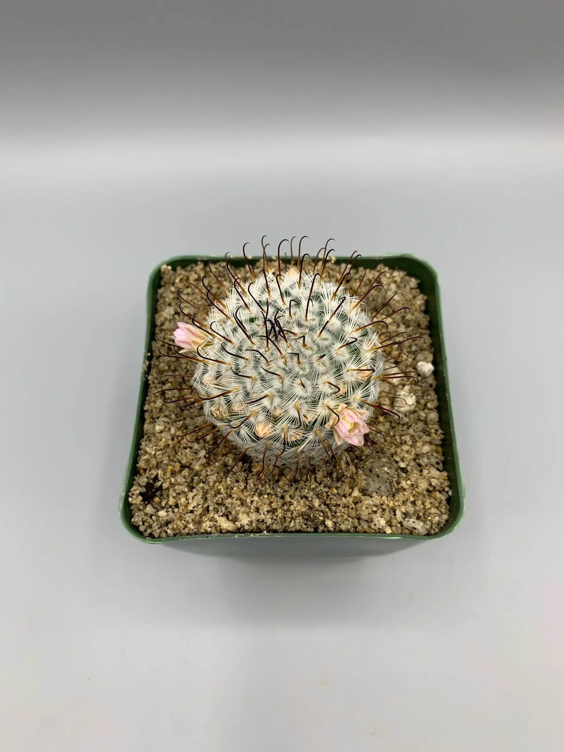 Mammillaria perezdelarosae  Desert Creations