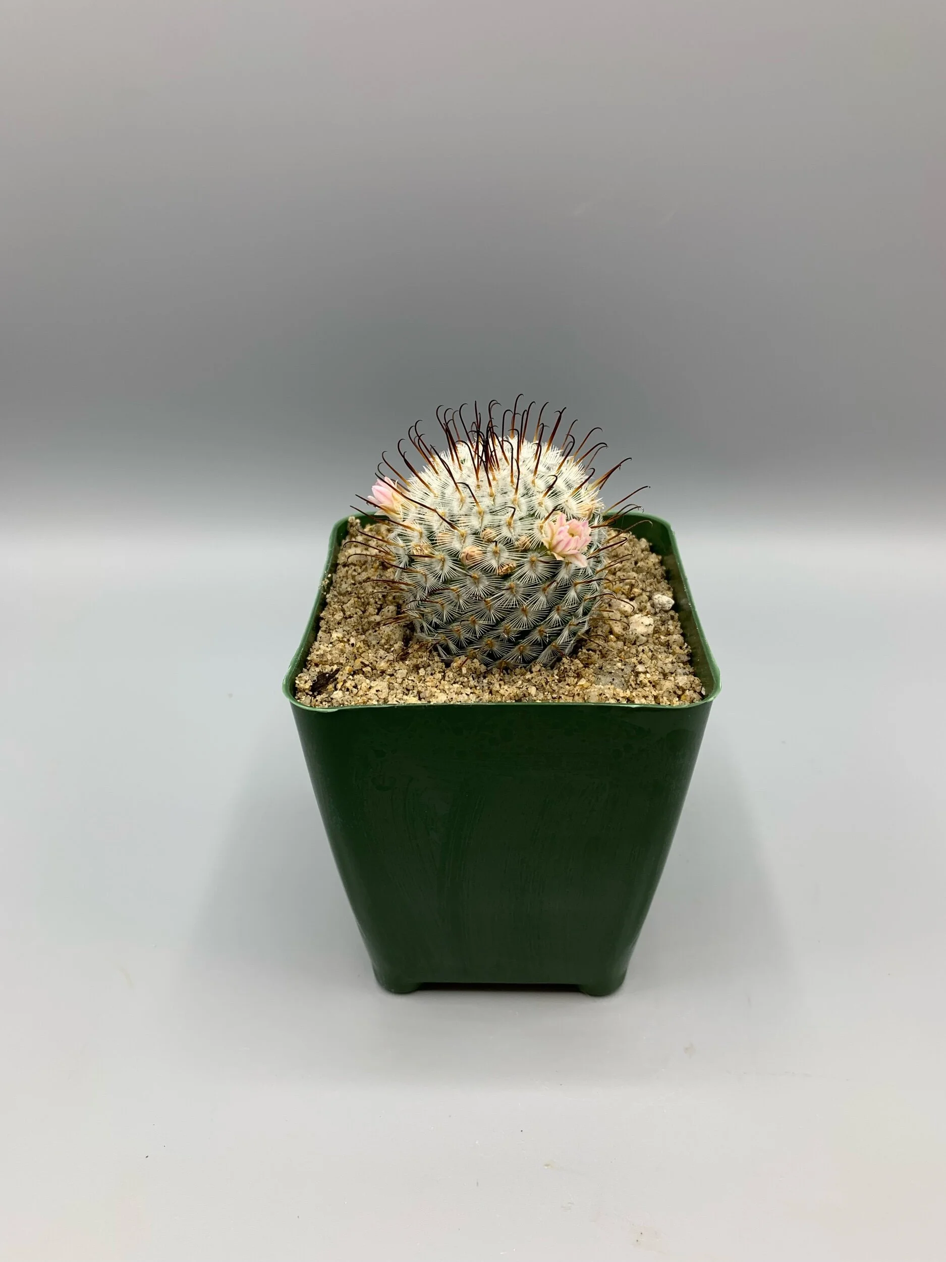 Mammillaria perezdelarosae  Desert Creations
