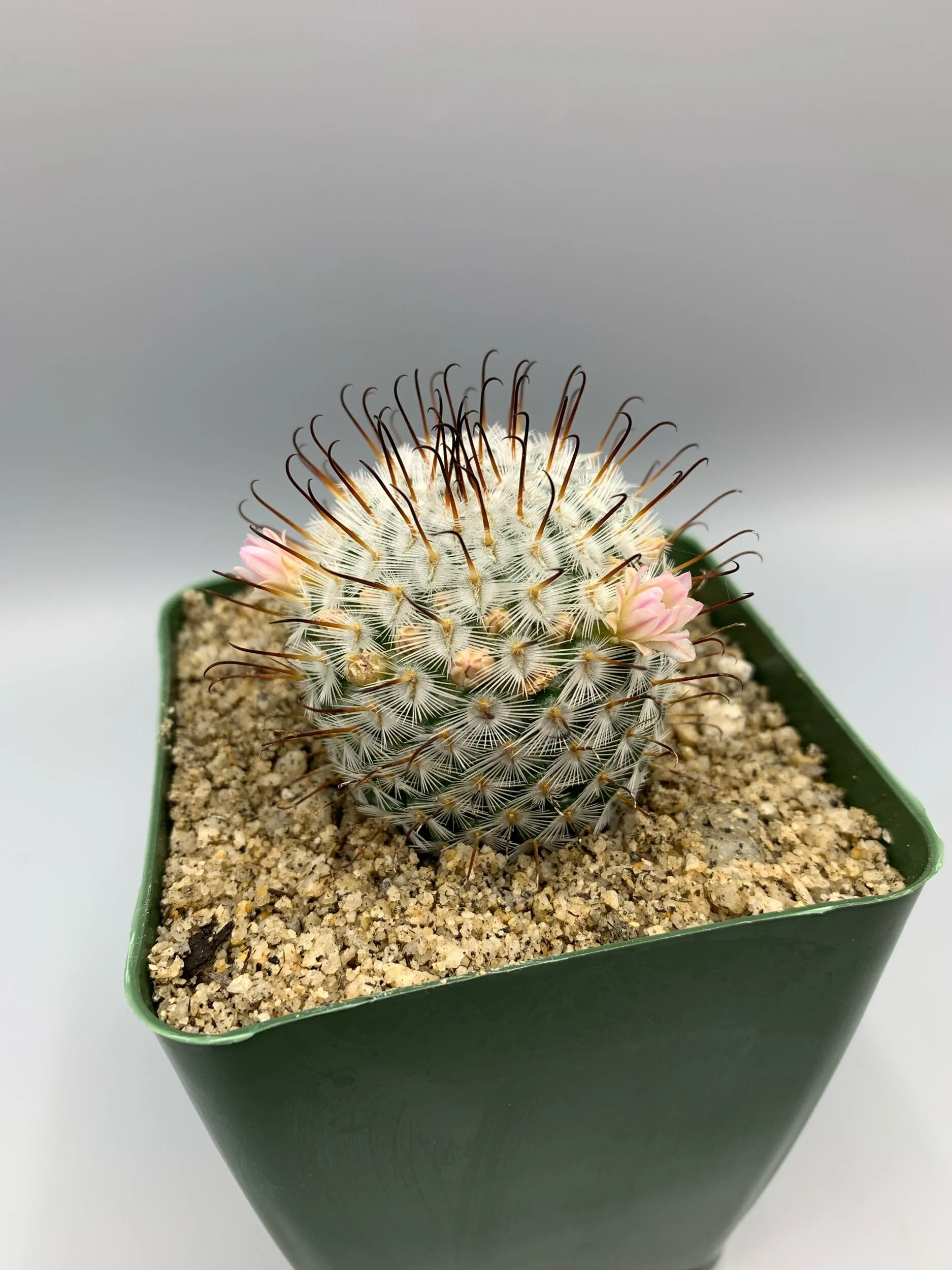 Mammillaria perezdelarosae  Desert Creations