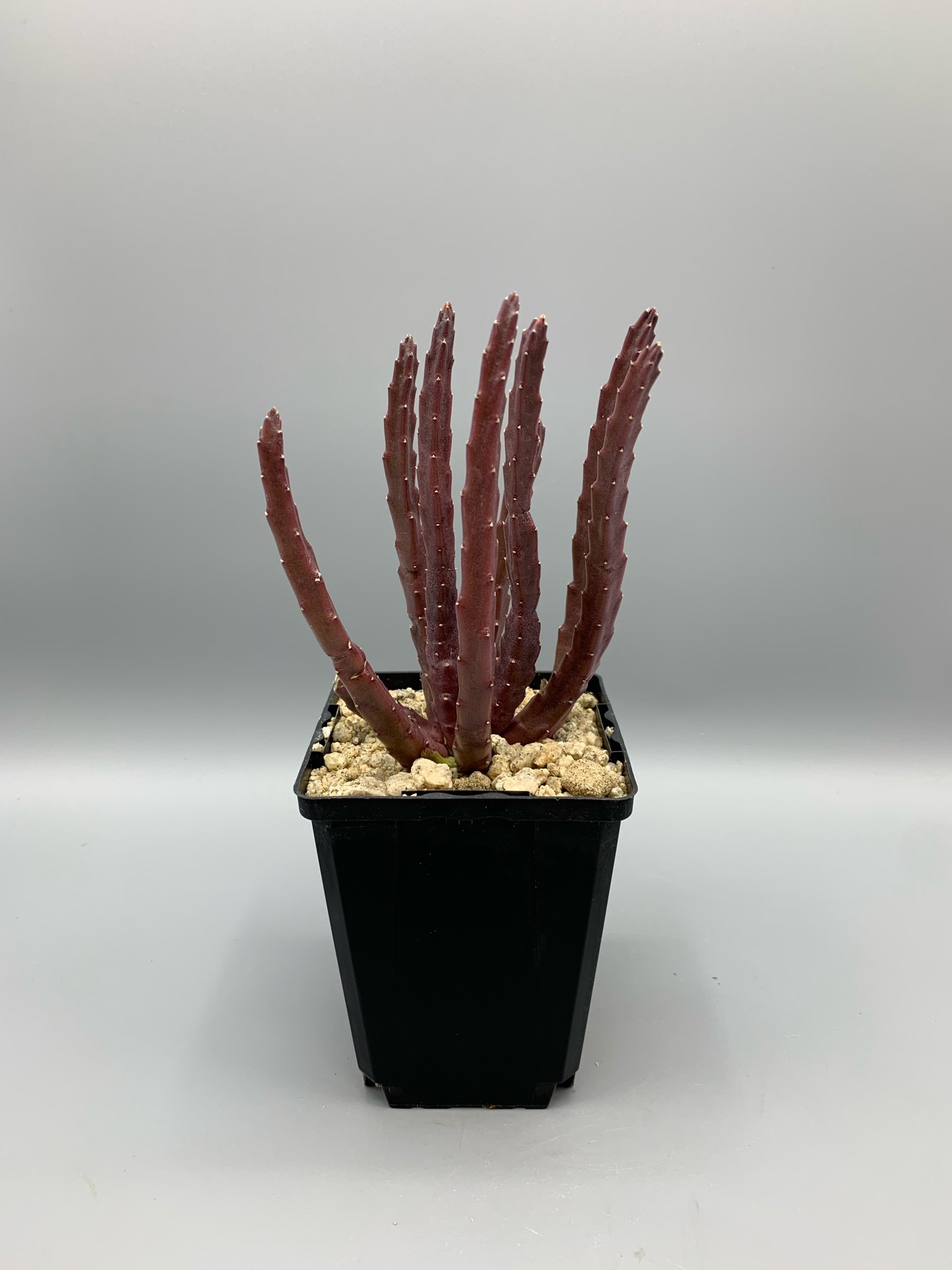 7D312AB8-D220-4760-8F28-E7820B45D66D.jpeg