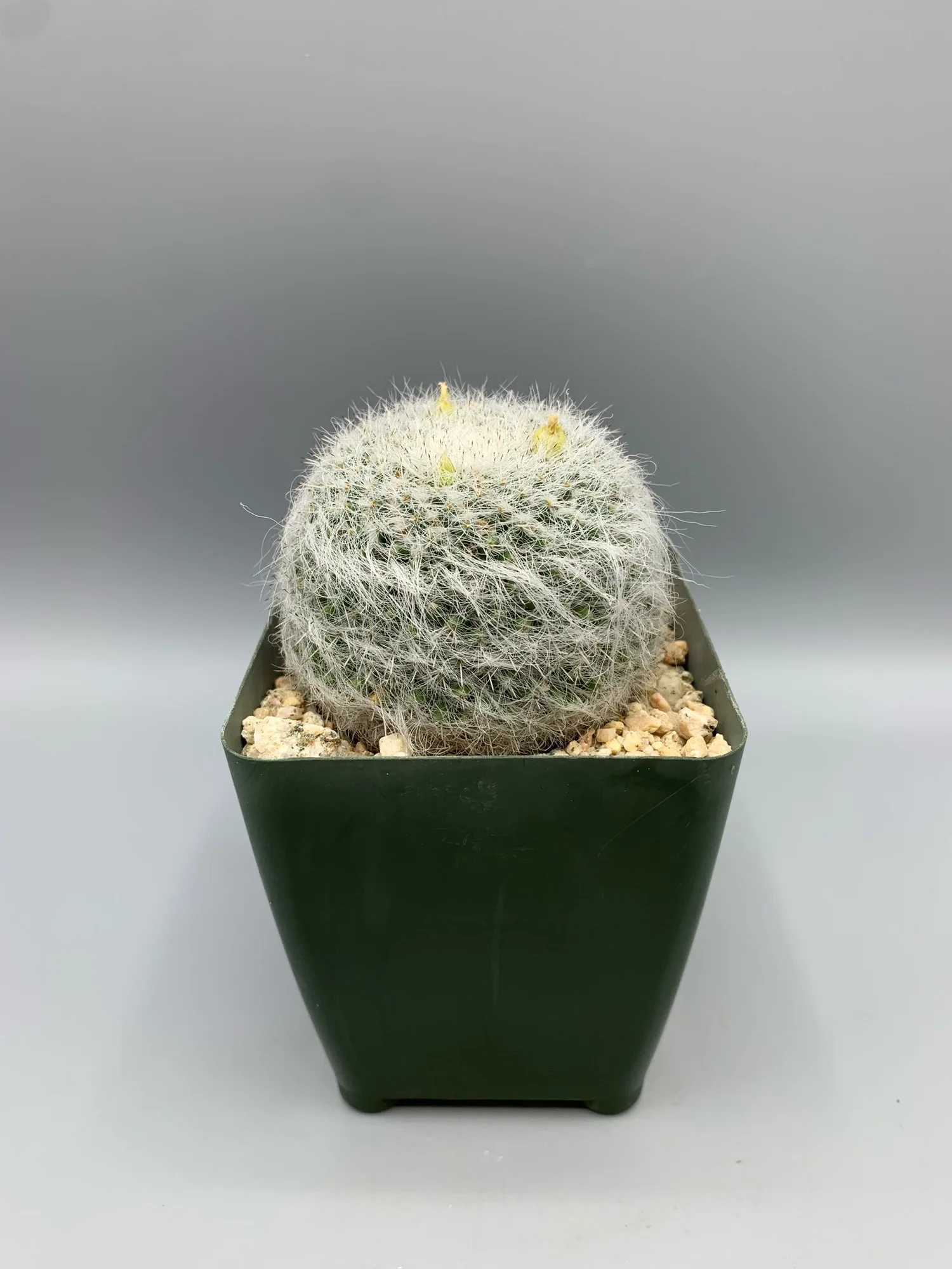 Darice Fustella E Goffratura Formato A6 (10,8 X 14,6 Cm) - Tema Cactus Per Embossing E Taglio, Per Crafting E Bigiotteria - 5
