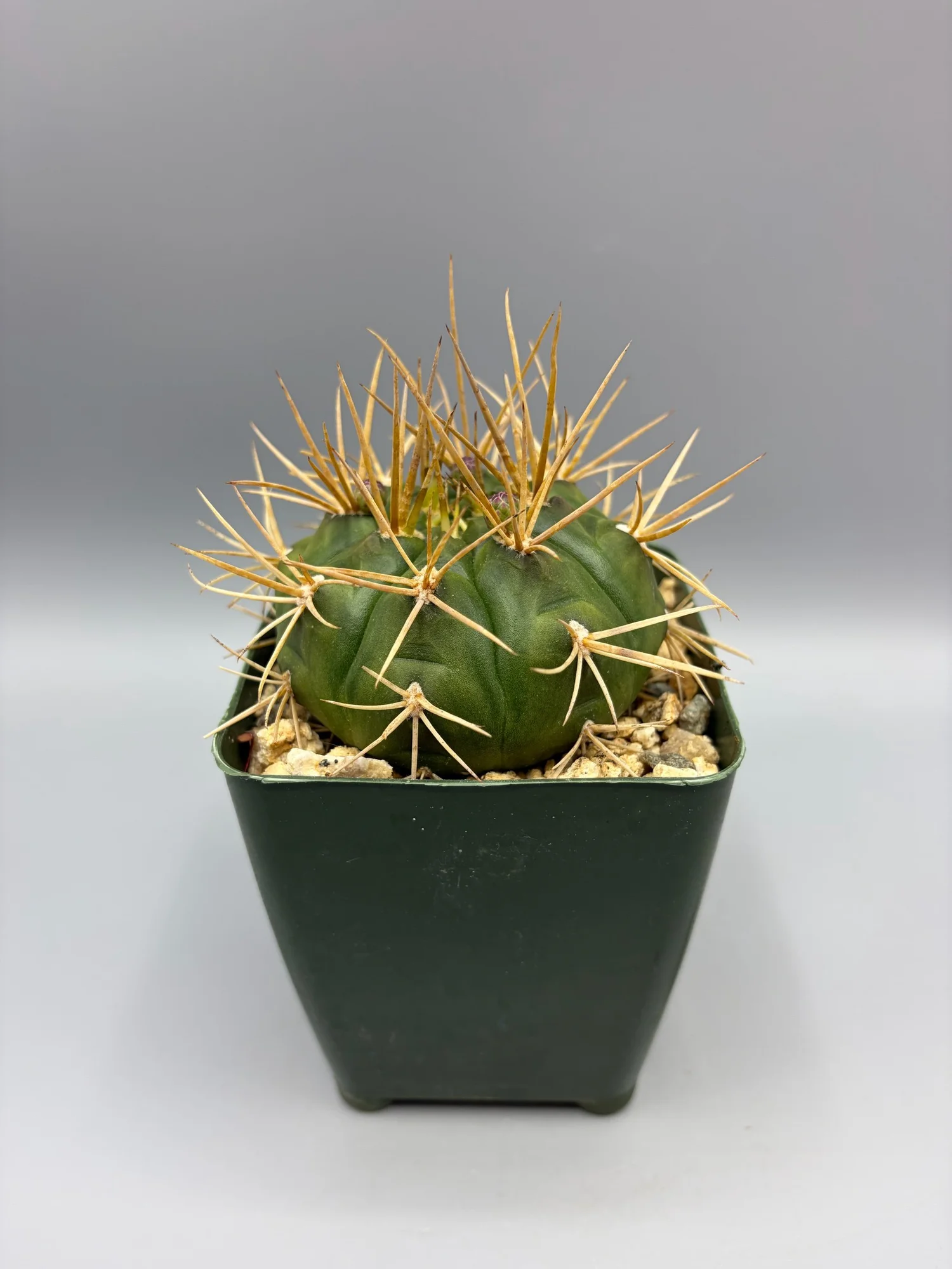 Darice A6, Cartella per Goffratura, Mascherina 6 Arm Cactus