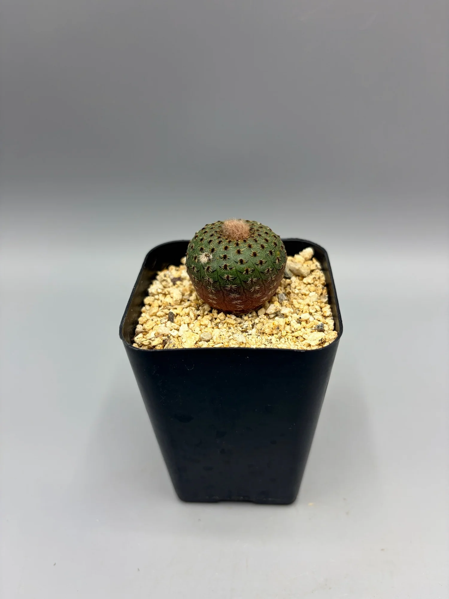 Darice A6, Cartella per Goffratura, Mascherina 6 Arm Cactus