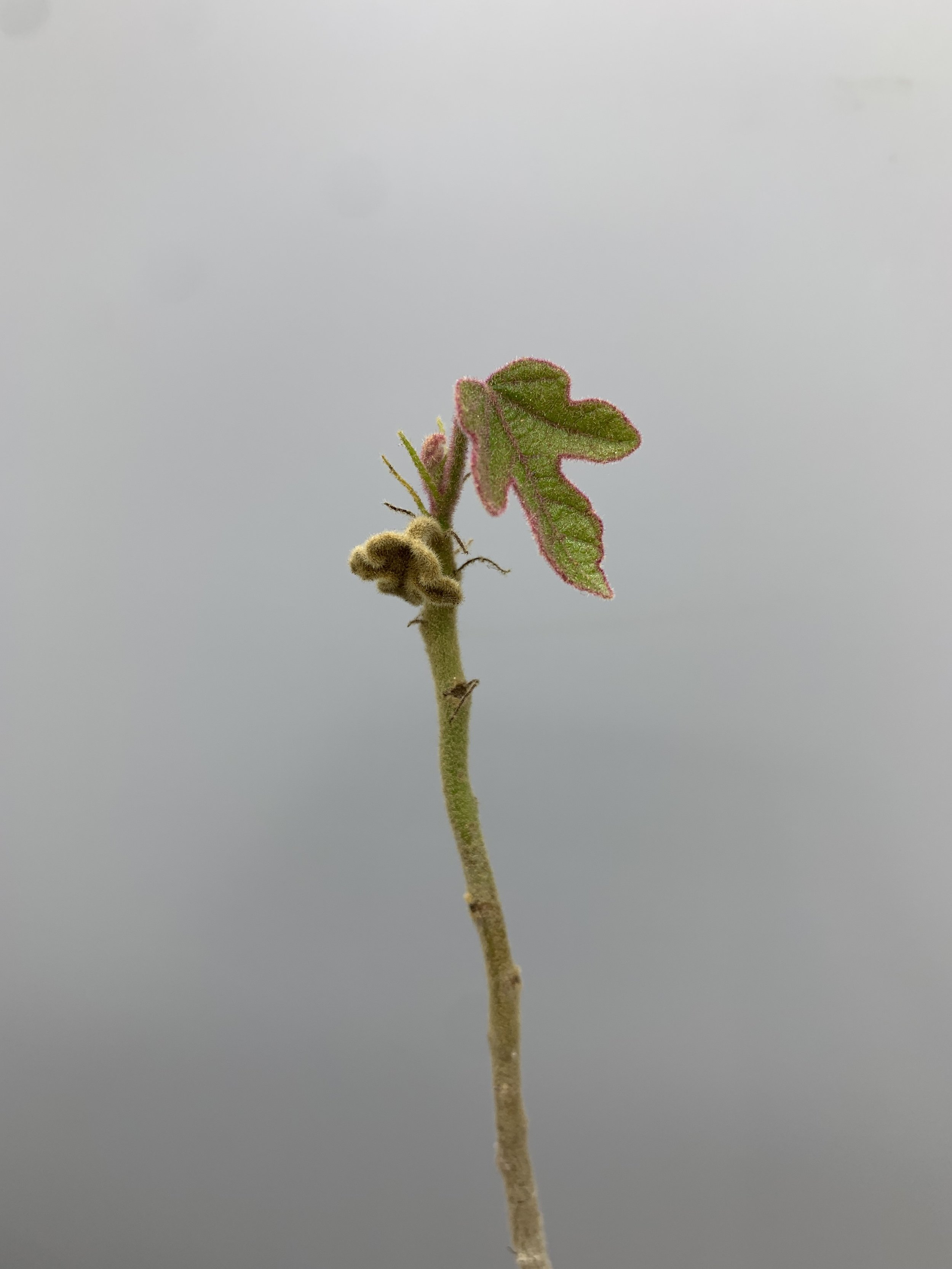 IMG_7206.jpeg
