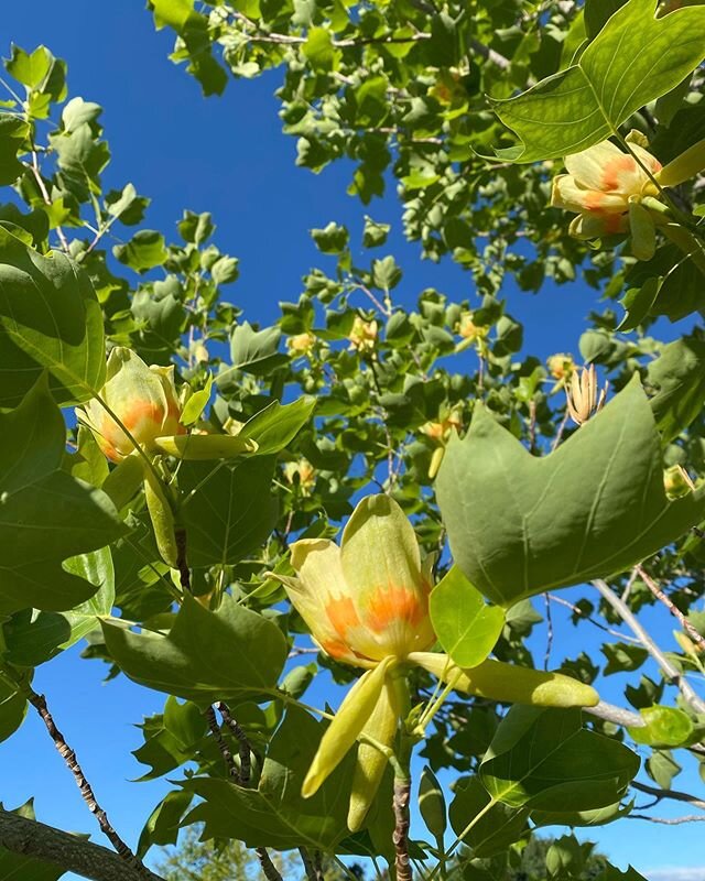 I discovered tulip poplars today! Seriously dying and living at the same time. I know my account is basically just plant-worship at this point but try and convince me that I don&rsquo;t need one of these in my yard. 🤷🏼&zwj;♀️
-
-
-
-
#plantmedicine