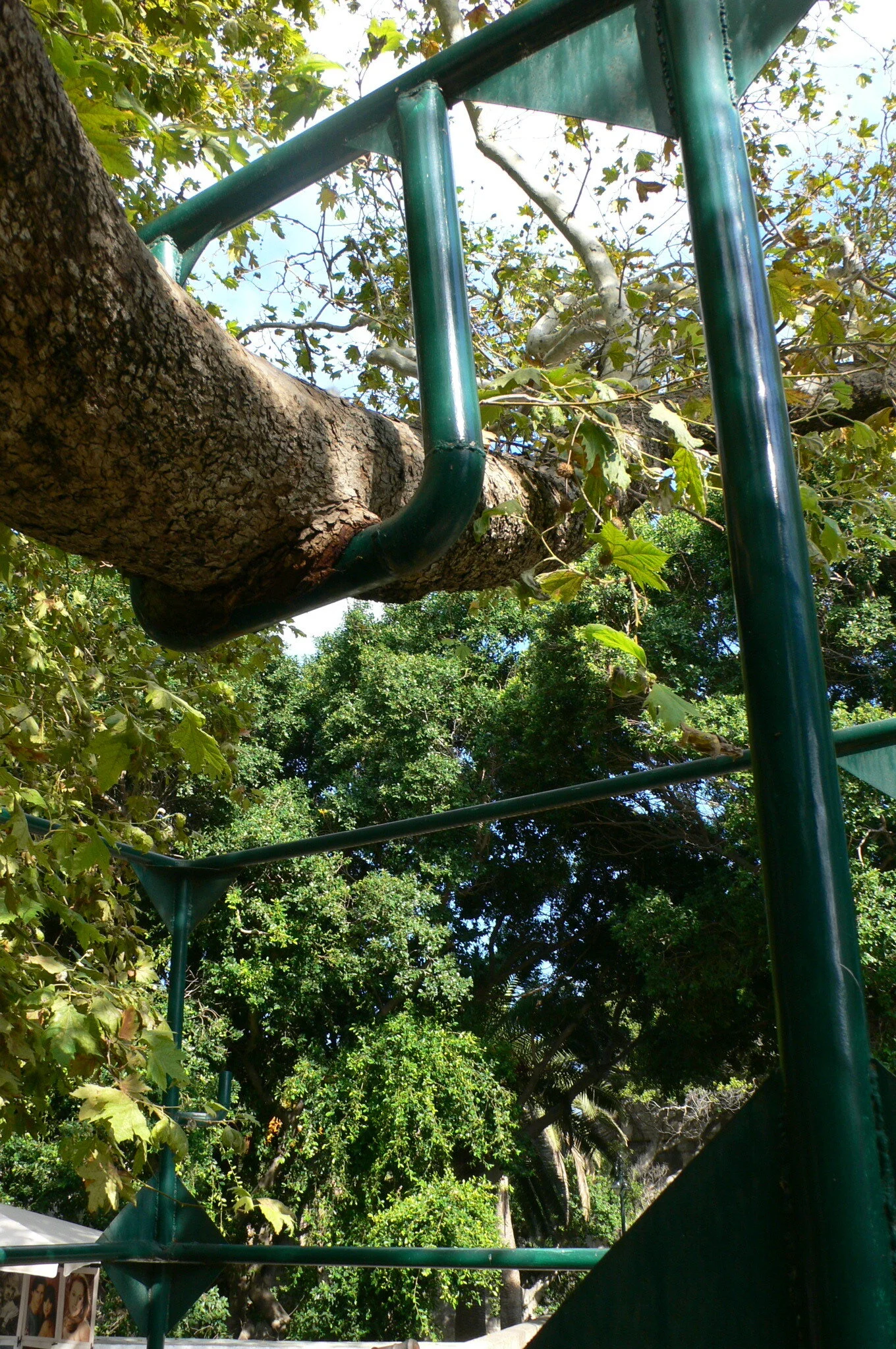 Kos_treeP1000590.JPG