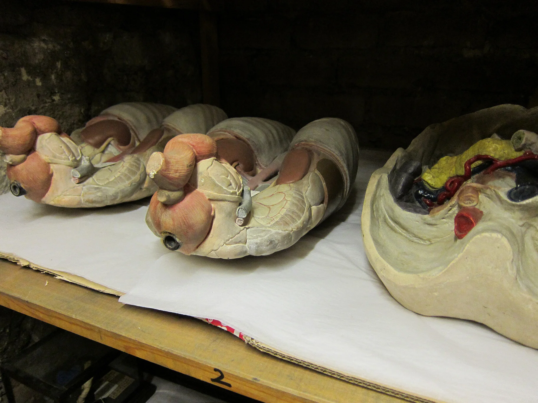 7.Basement Anatomy Stores.jpg