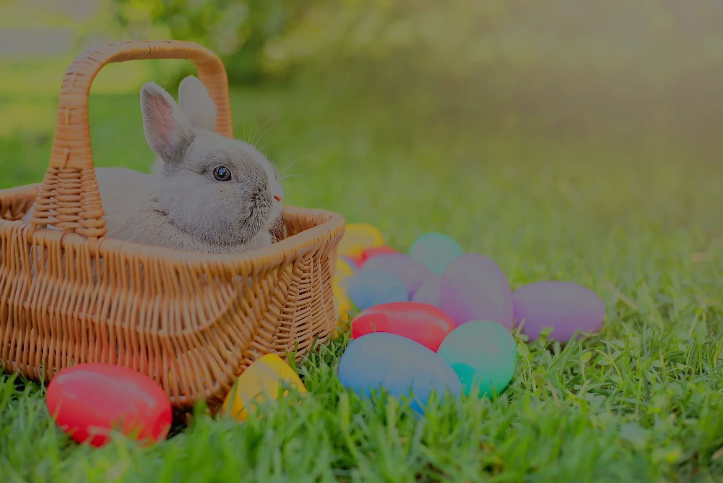 Easter_Bunny_350d941b-9d97-464f-85f5-66c3940c319a.webp