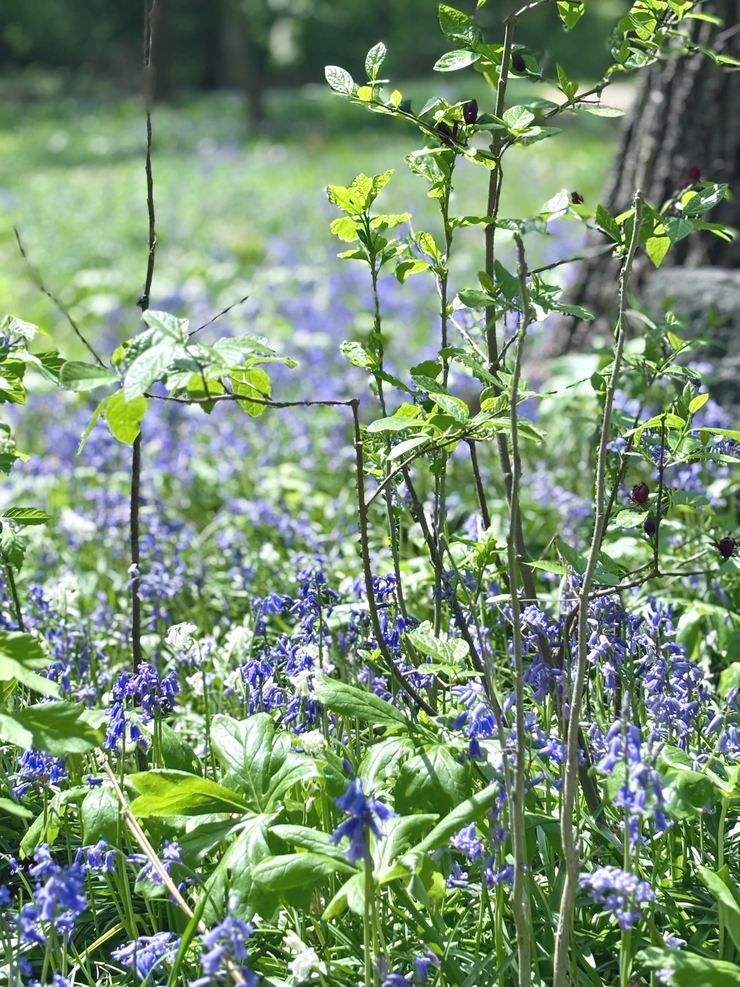 Mindful Walk: Saturday May 2