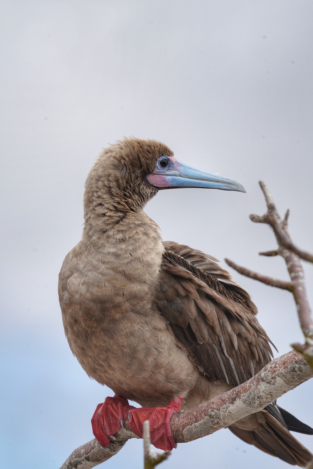 red-footed-booby-jpg.jpg