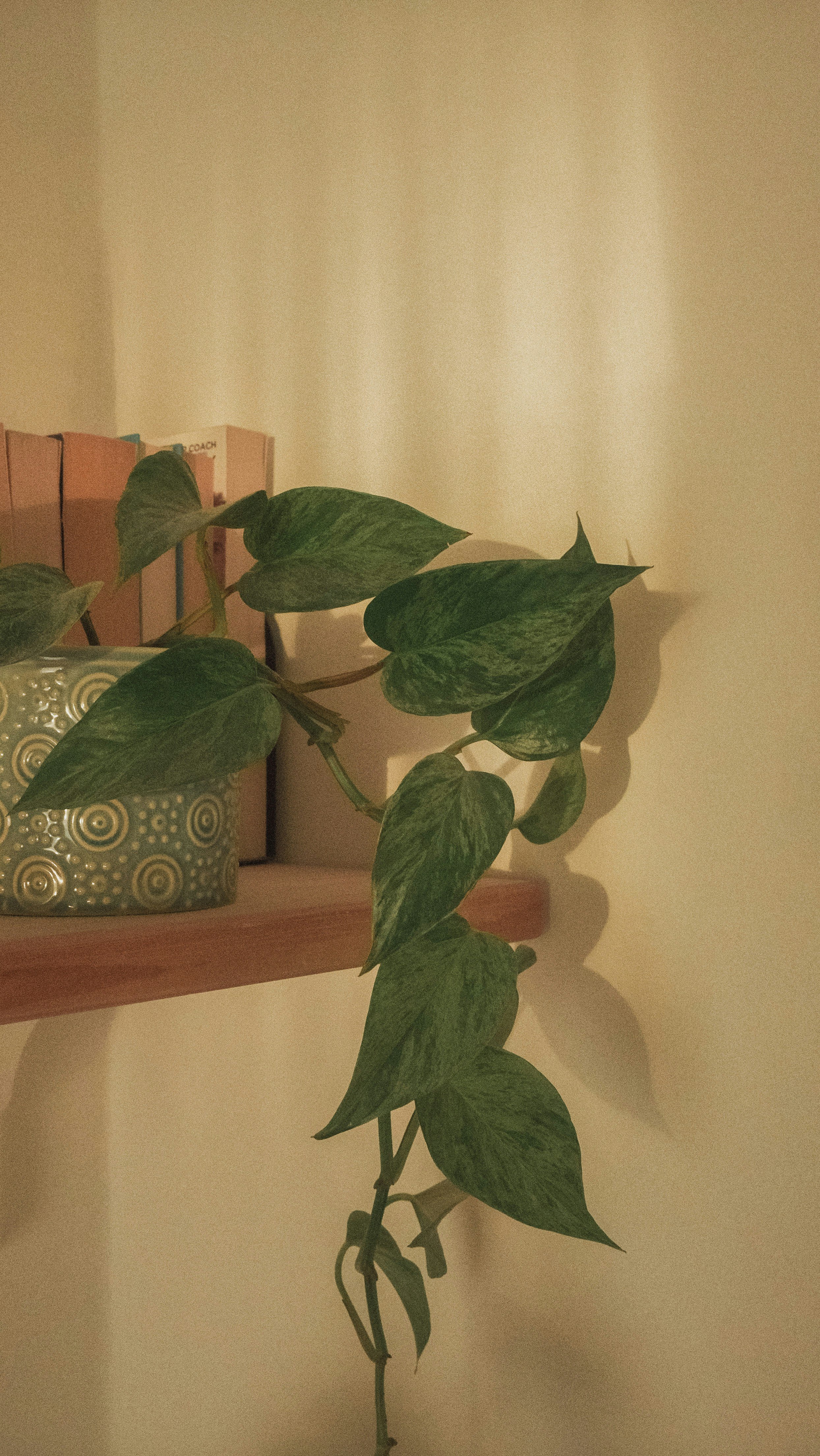 A green leafy plant in a decorative pot on a wooden shelf, with the plant casting a shadow on the beige wall behind it.