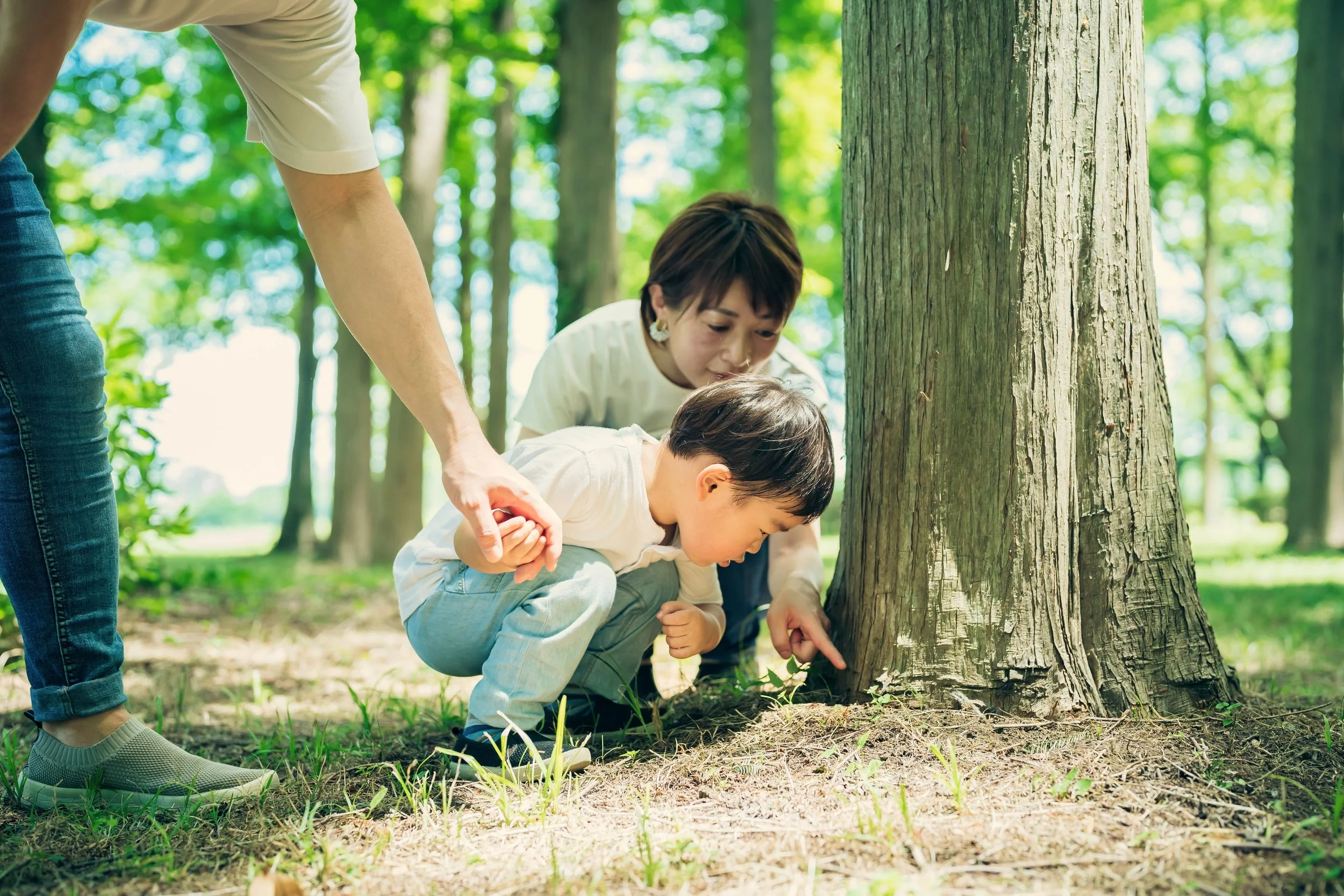 A group of people, including children, examining the base of a large tree in a forested area with green leaves and sunlight filtering through the trees.