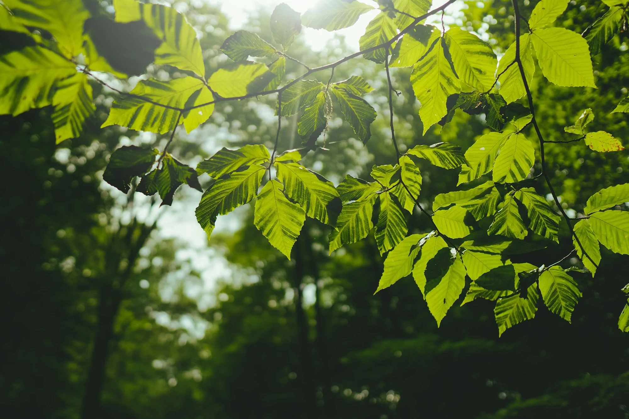 Sunlight filtering through green leaves on a tree branch in a forest.