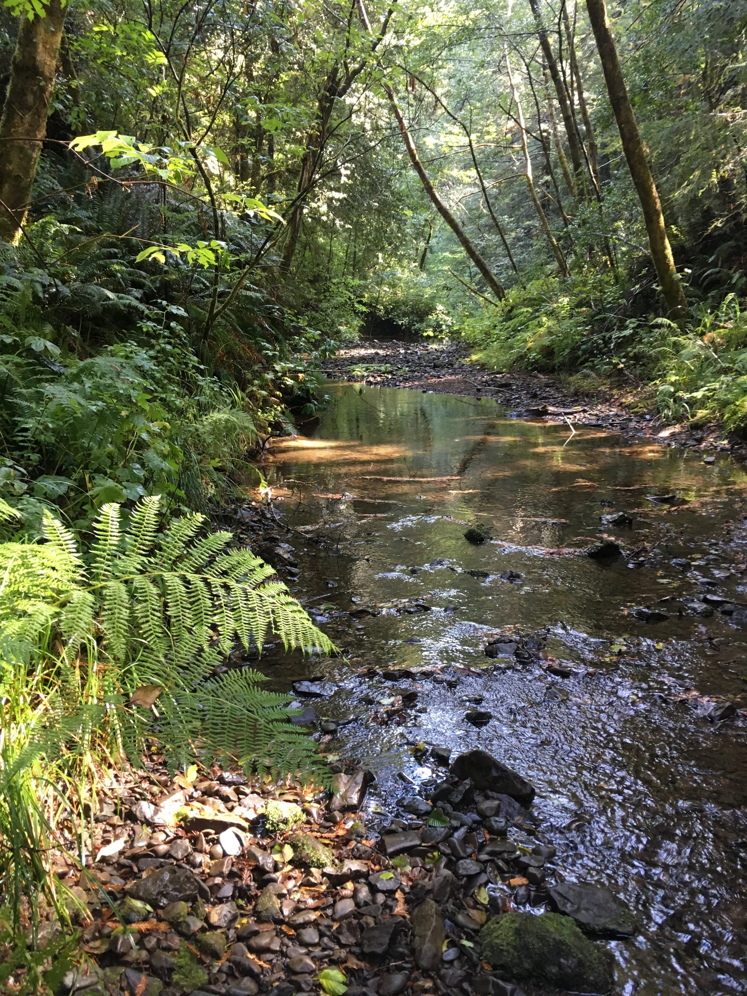 Big Changes and Pudding Creek