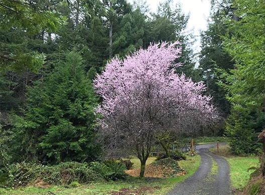 One Year Later and an Elk
