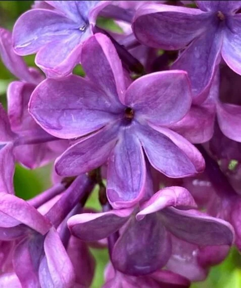 Chicken Manure and Lilac Blooms