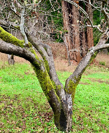 The Great Imperfect Mystery