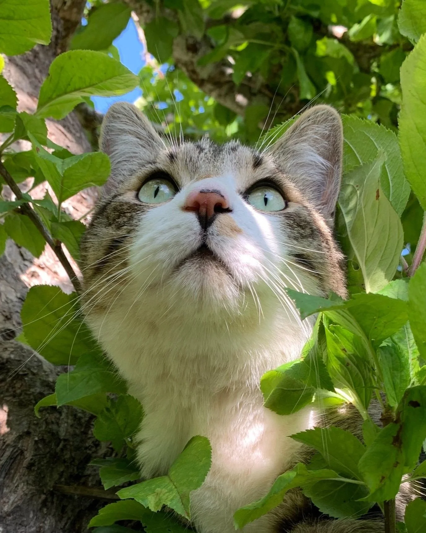 The Furry Guru of Yoga and Other Shenanigans