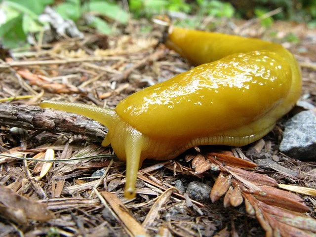 Banana Slugs &amp; Orange Bellied Newts