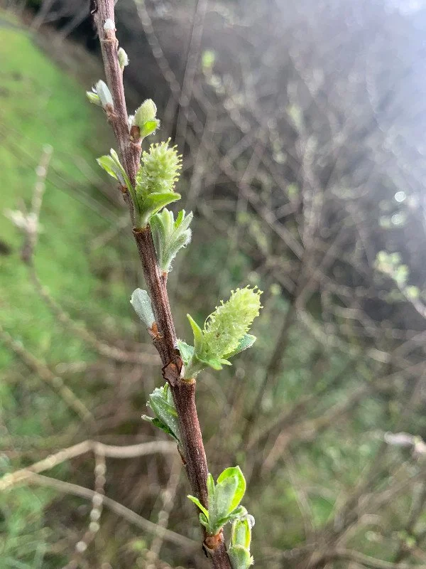 Nature Mindfulness Hope