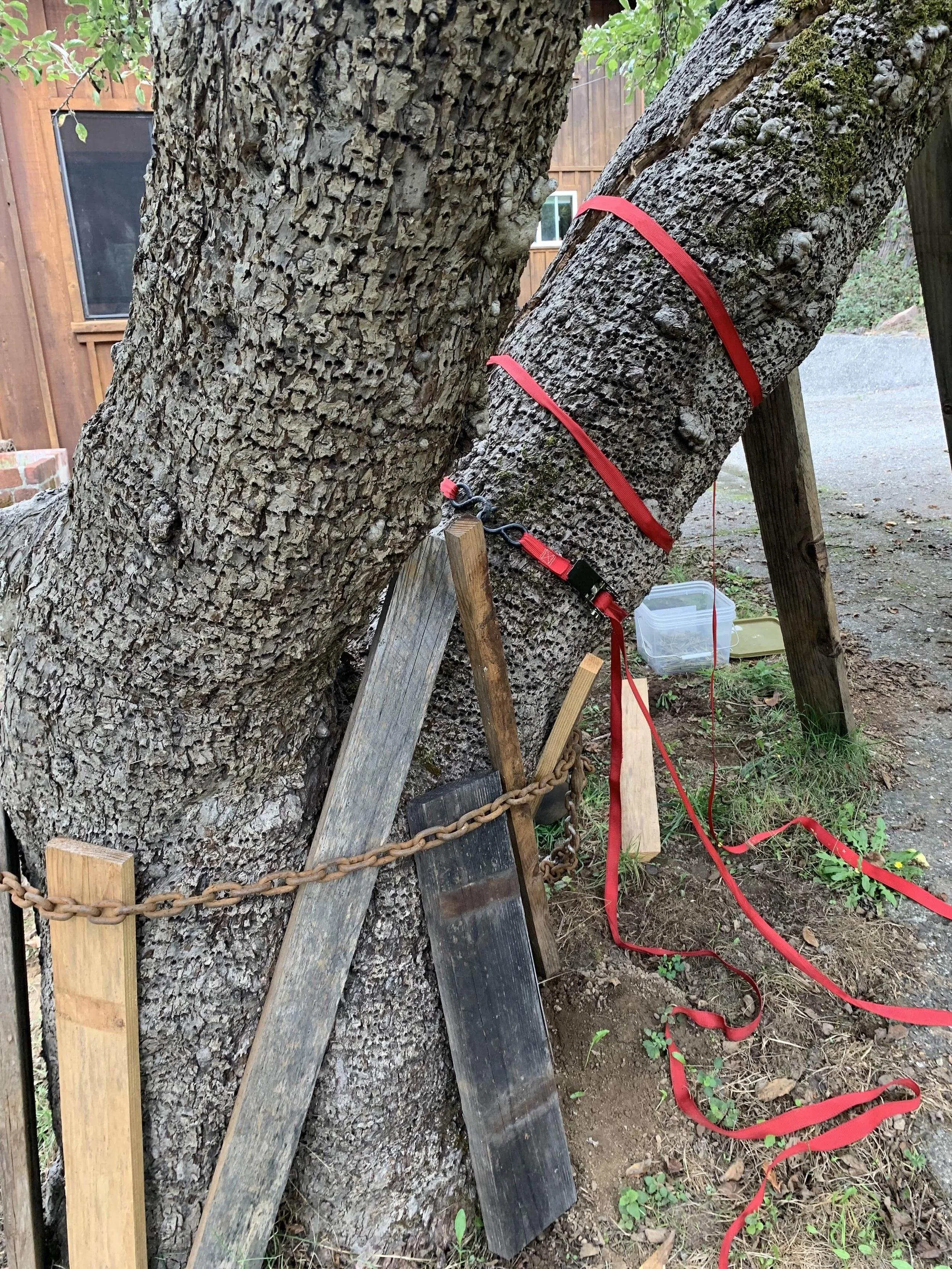 Heirloom apple tree mindfulness blog