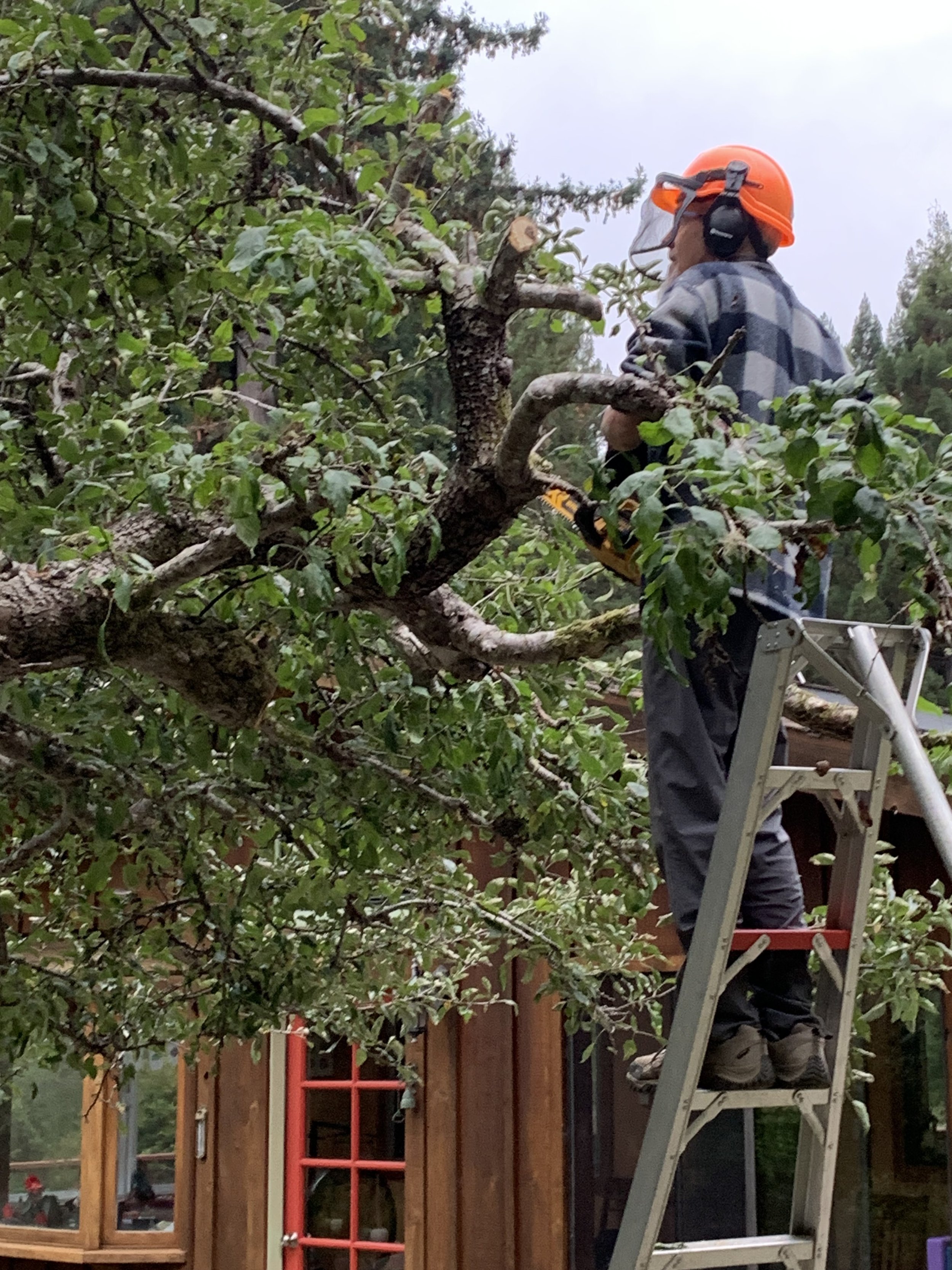 Heirloom apple tree mindfulness blog