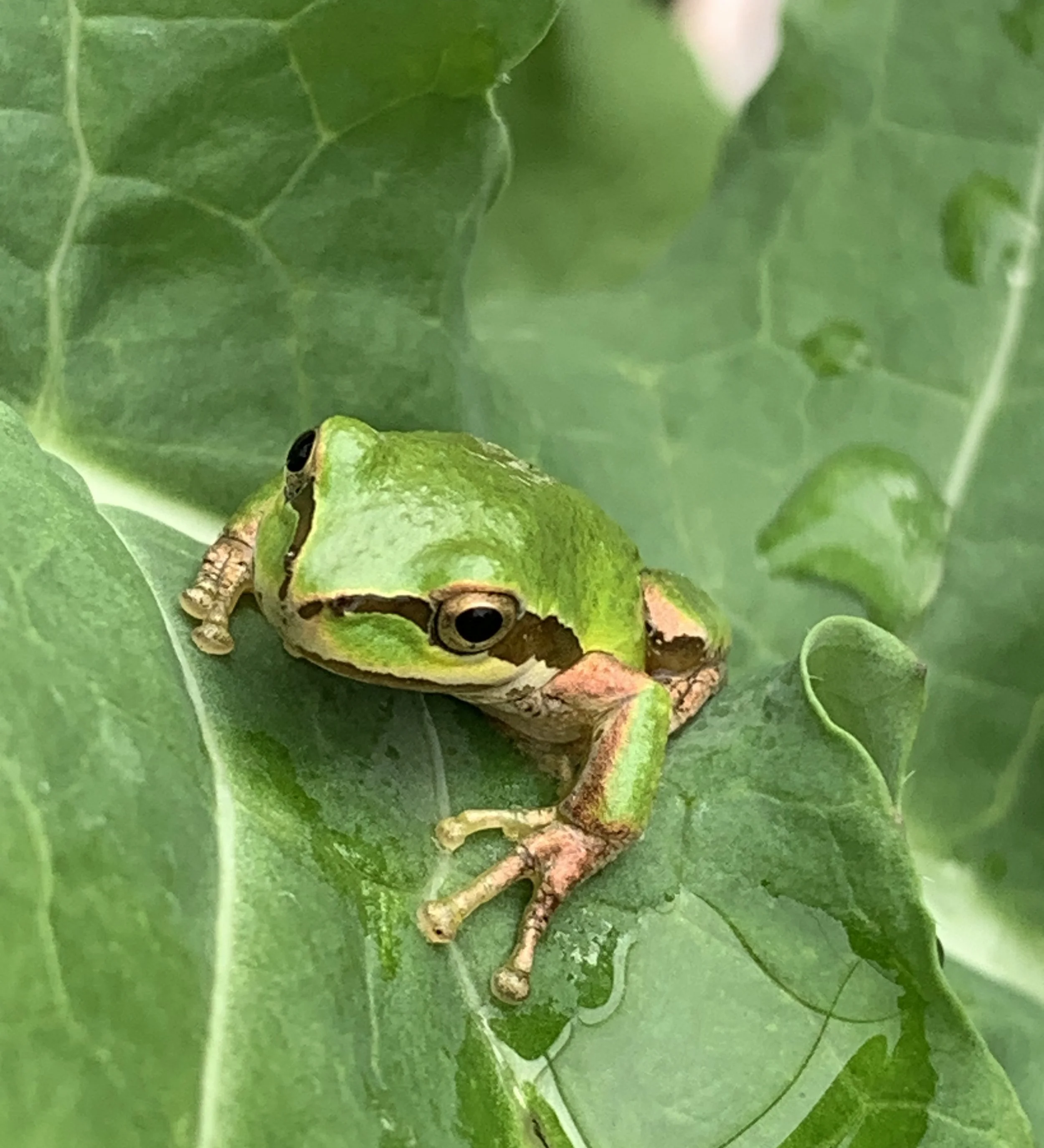 Small green frog sitting mindfully