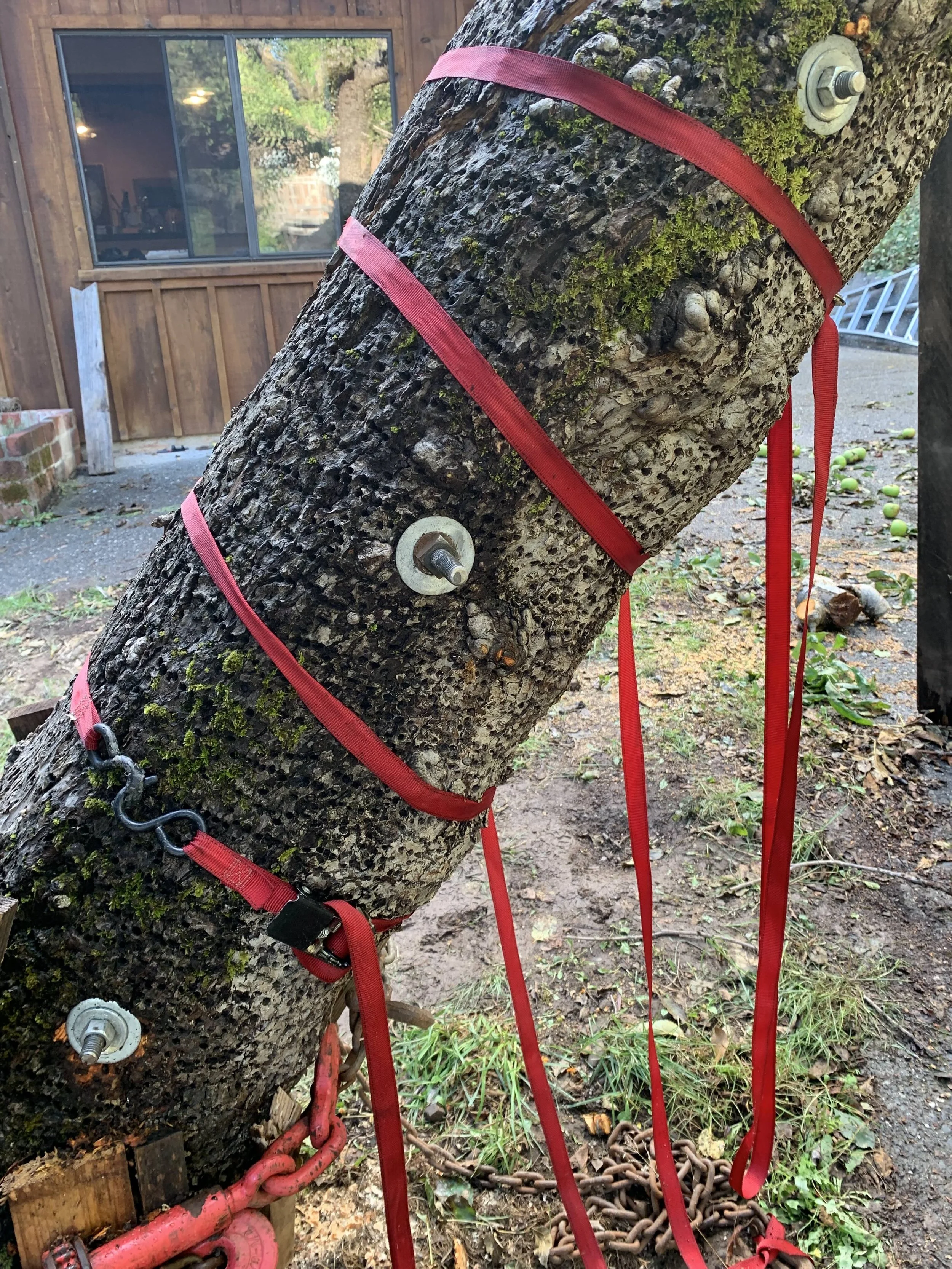 Heirloom apple tree mindfulness blog