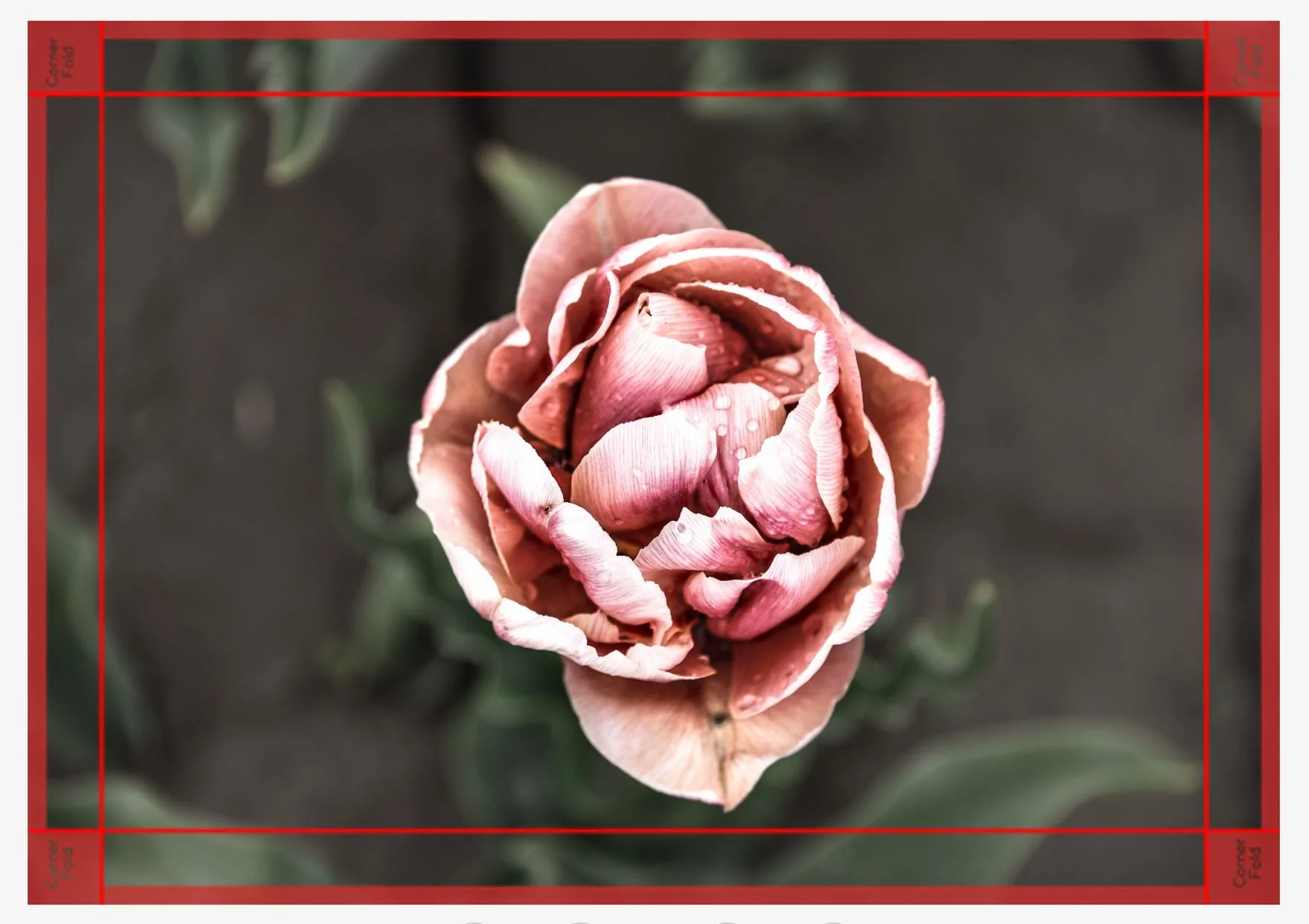 Tulip time Canvas.JPG