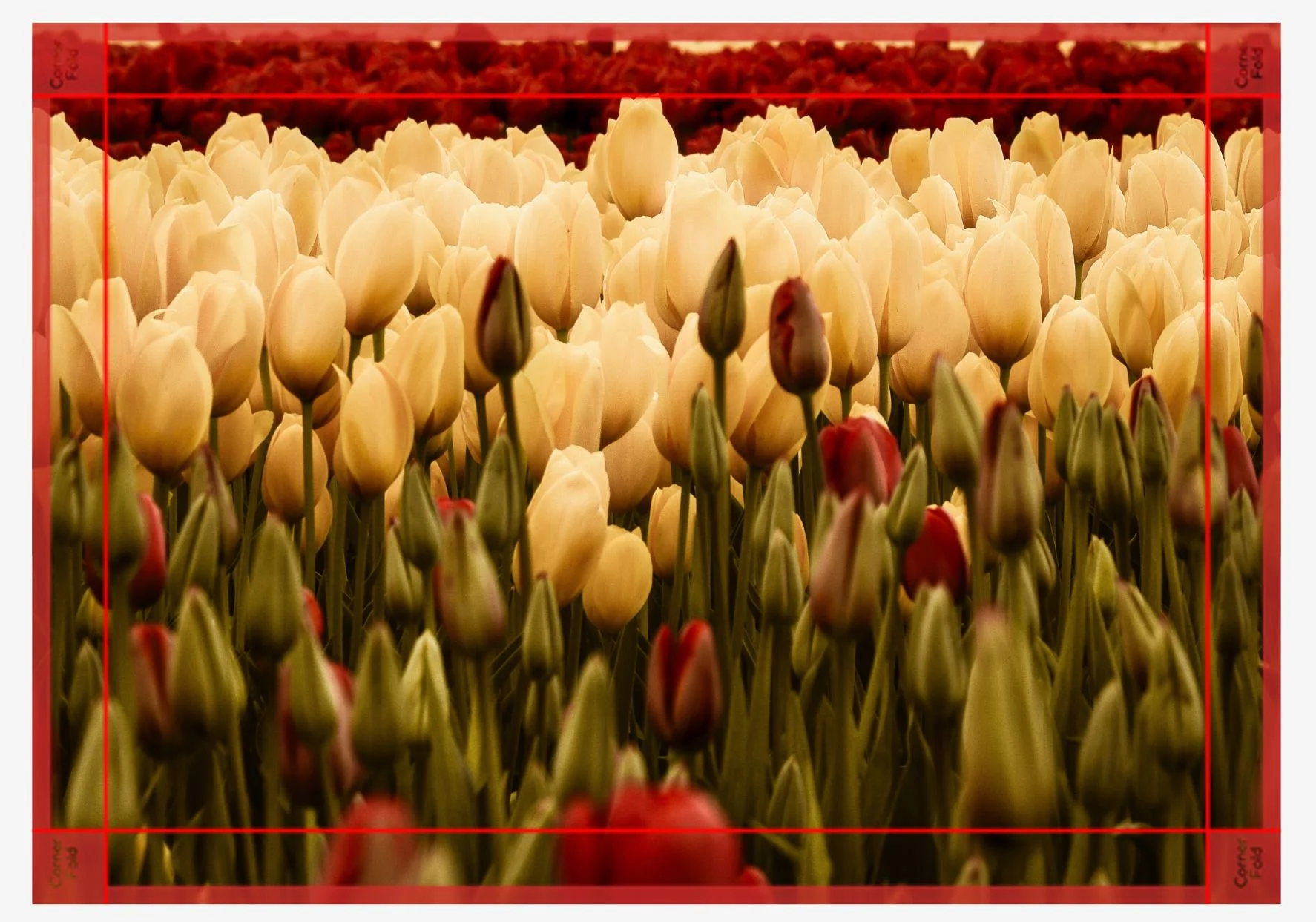 Tulips canvas.JPG