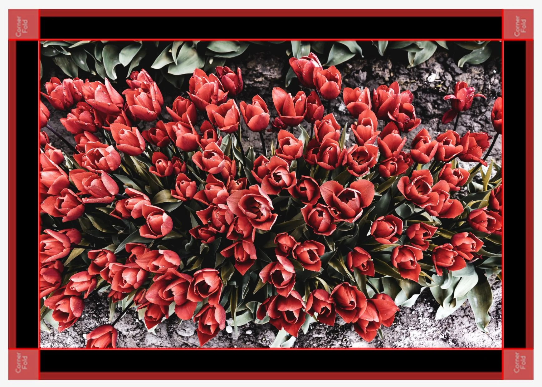 Fields of Red black canvas.JPG