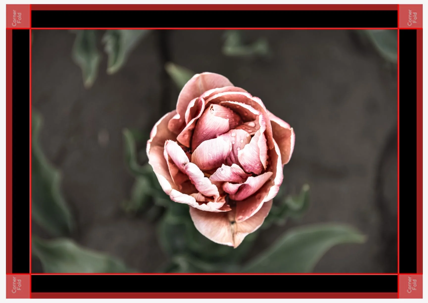 Tulip time black canvas.JPG