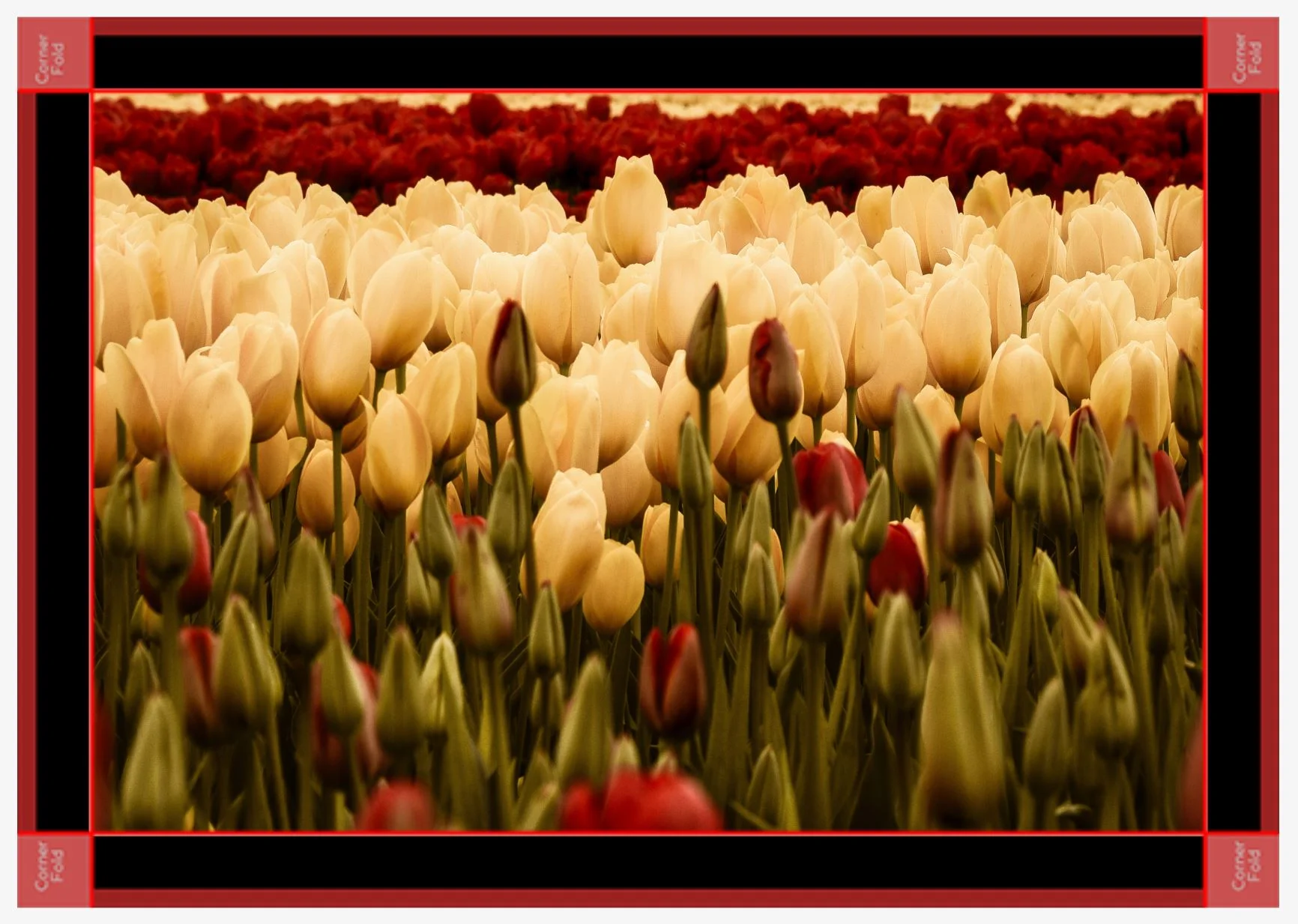 tulips black canvas.JPG