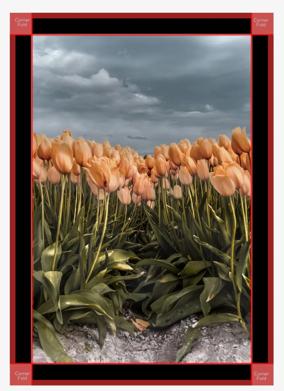 Spring fever black canvas.JPG