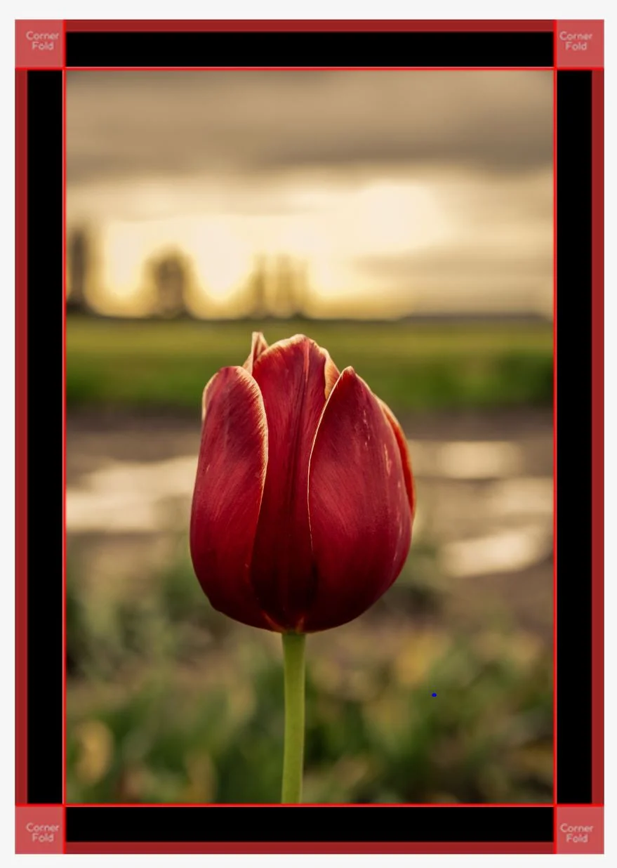 Lady in Red black canvas.JPG