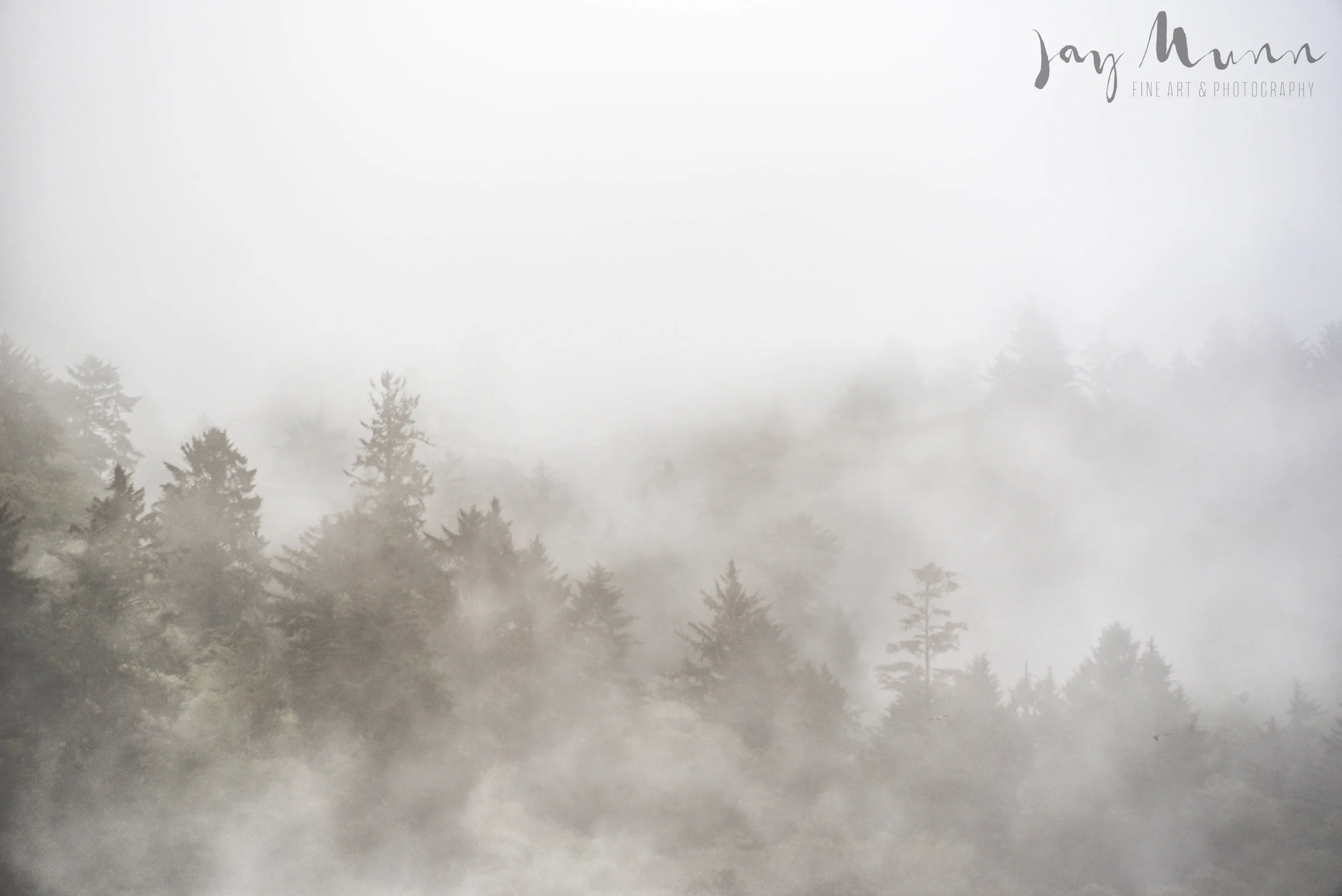 Forest Morning_.jpg