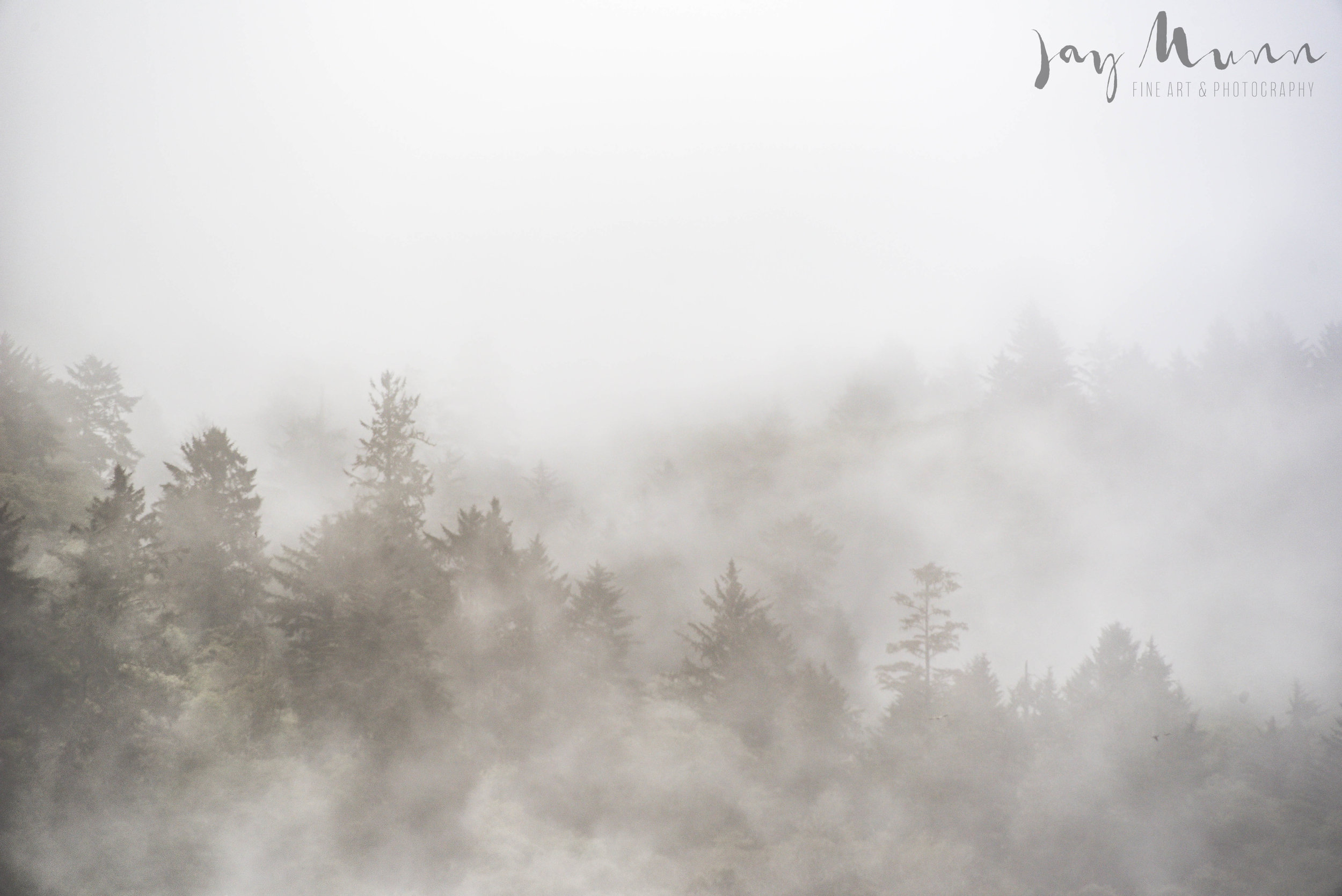 Forest Morning_.jpg