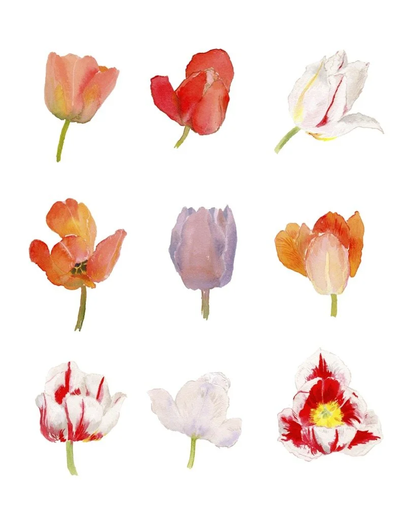 Tulips Print