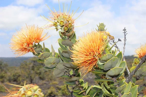 NPS Photo Salmon-colored-ohi-a-lehua-in-Kahuku_NPS-Photo_960.jpg