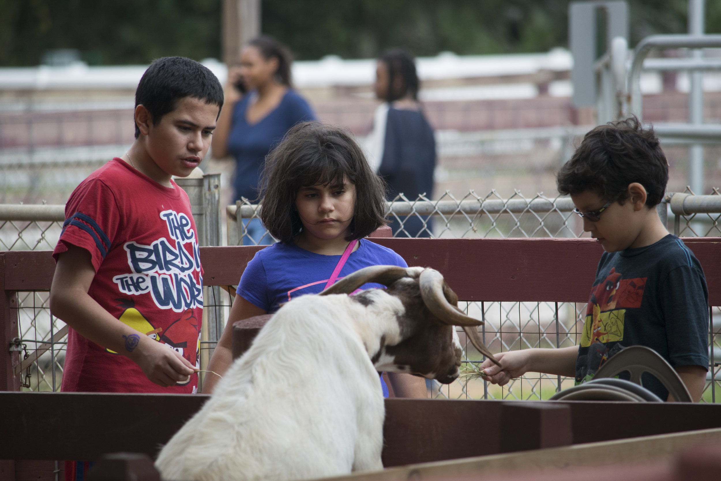 Fall Festival, Petting Zoo 2, 10:29:16.jpg
