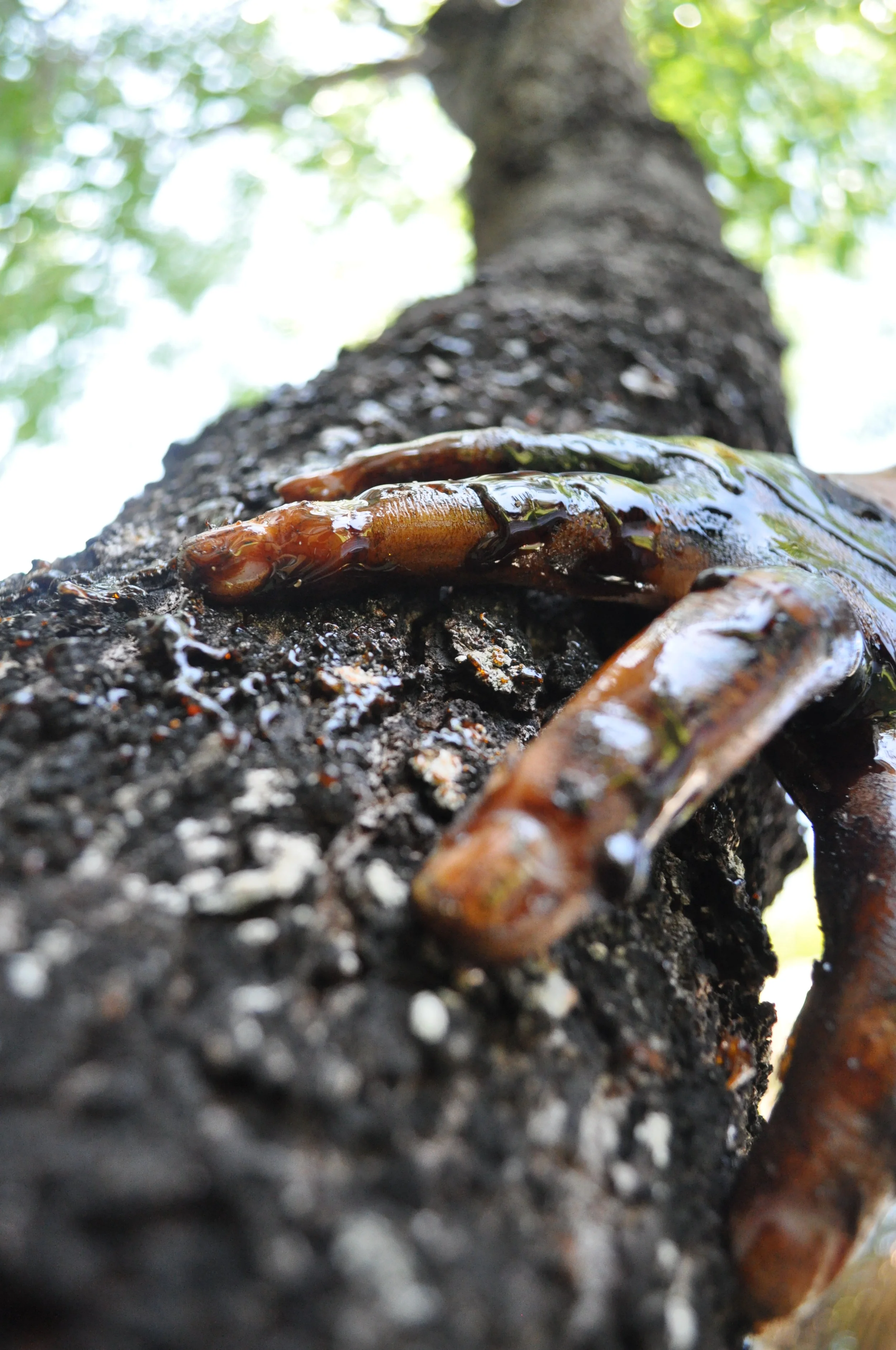 decay_tryptic_series_2_by_chelseaazalee-d5yhuqt.jpg