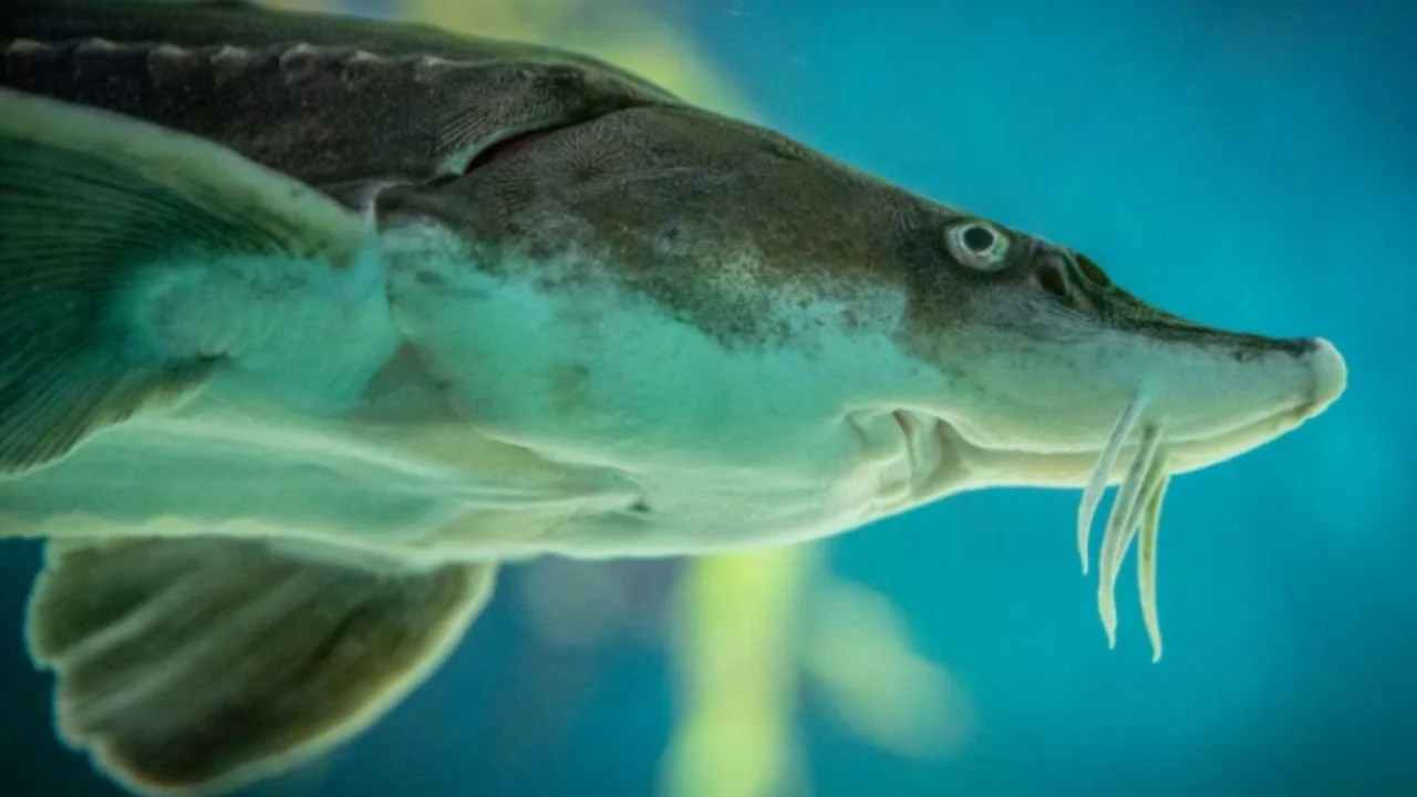 Sturgeon fish, whose enormous size has been suggested as a possible explanation for sightings of Champ.