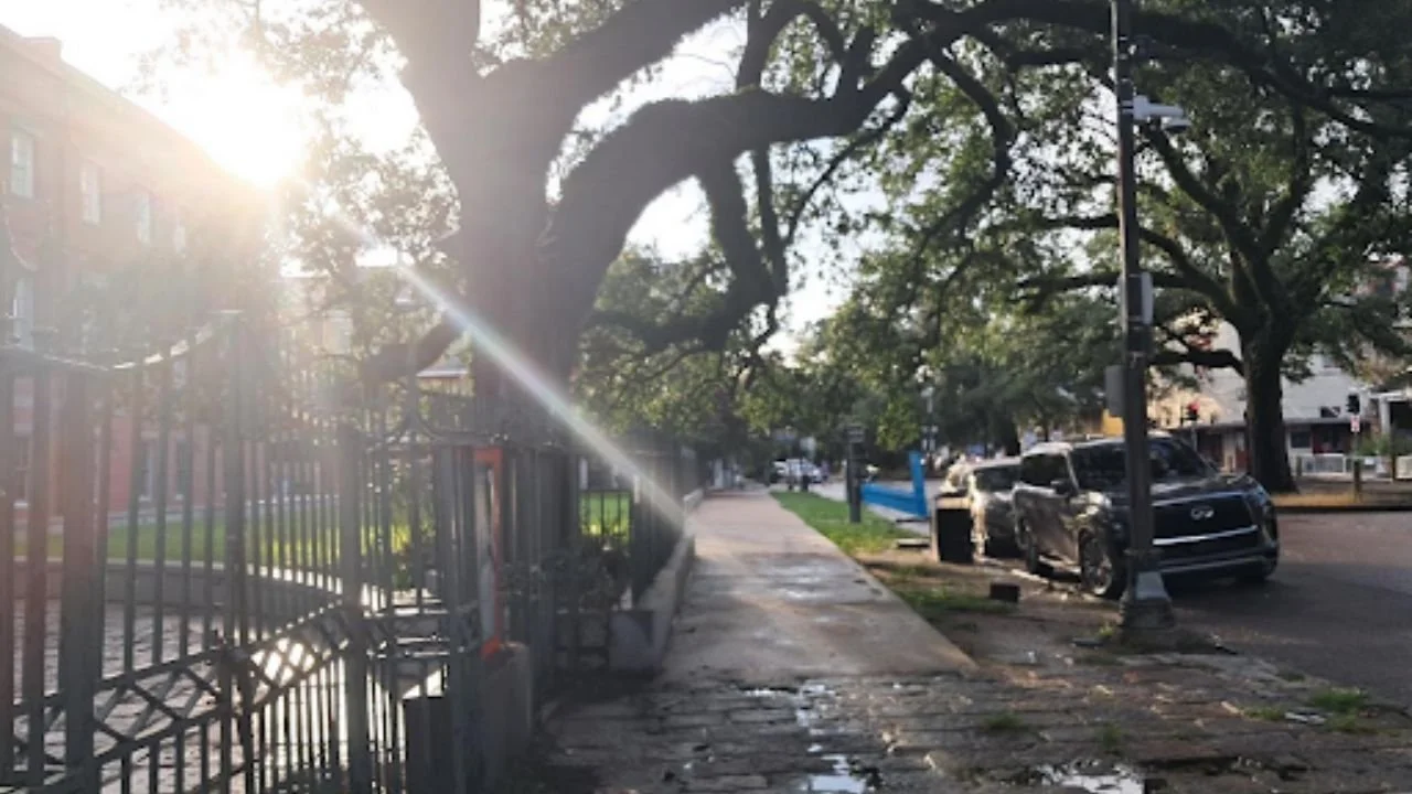 Sunlight filters through trees lining a street, creating dappled light patterns on the pavement below.  