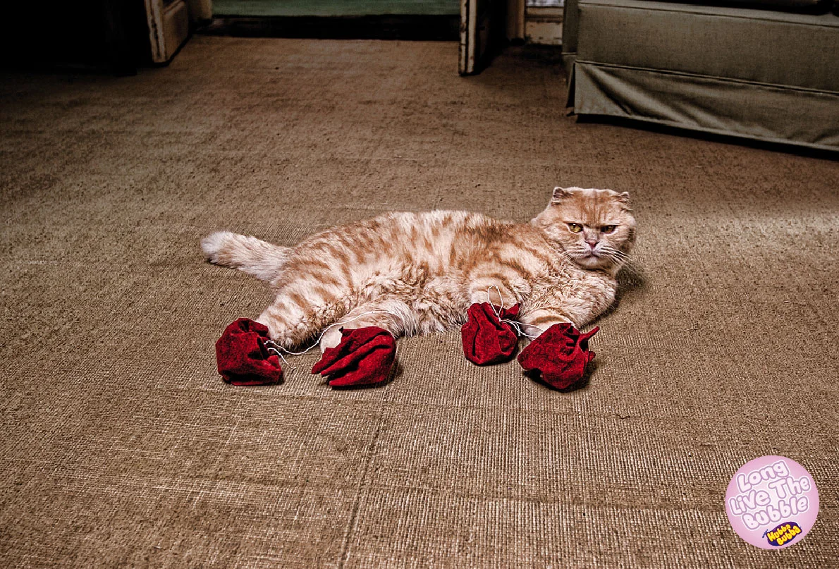 HUBBA-CAT.jpg