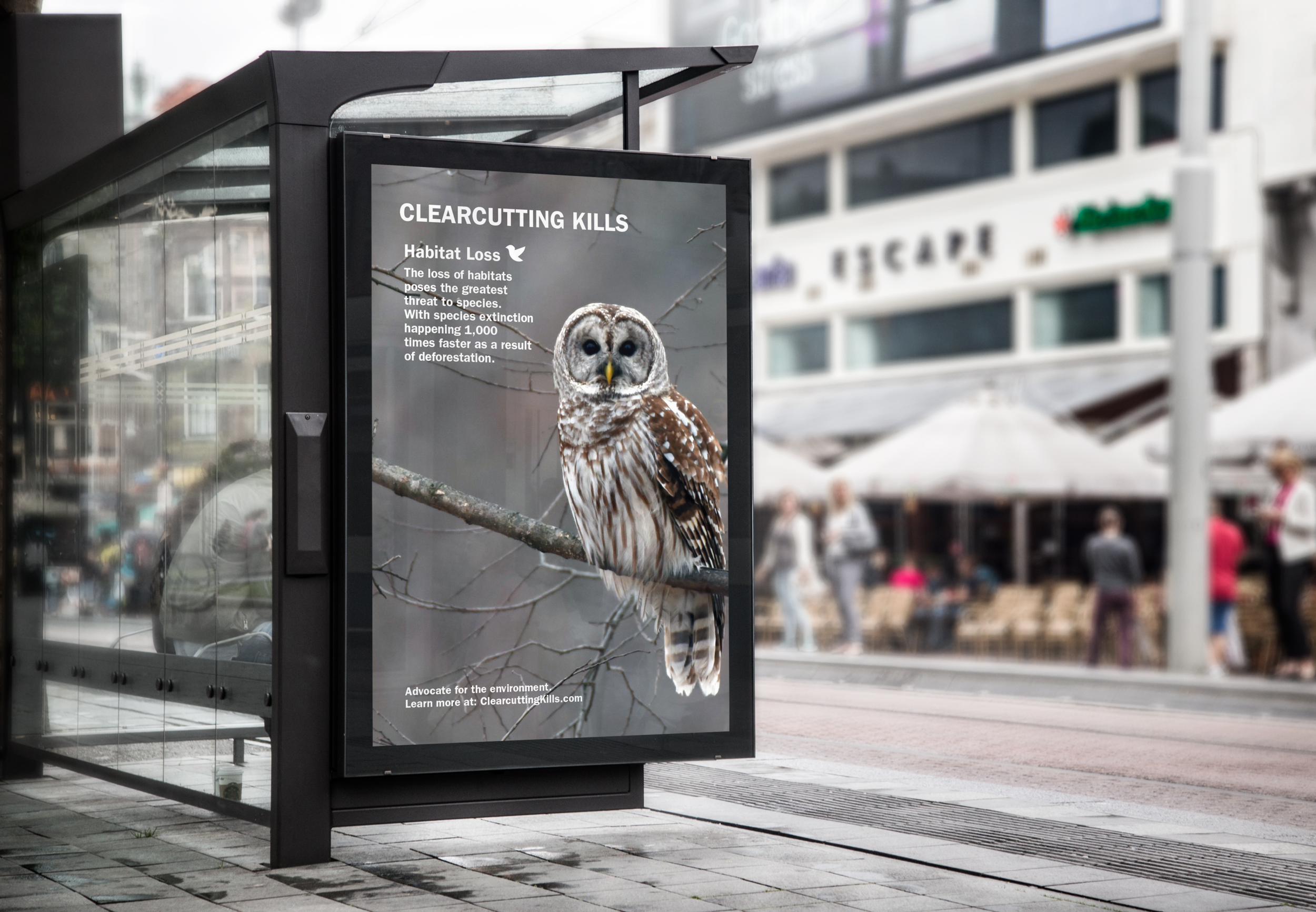 Clearcutting Kills Campaign (Copy)