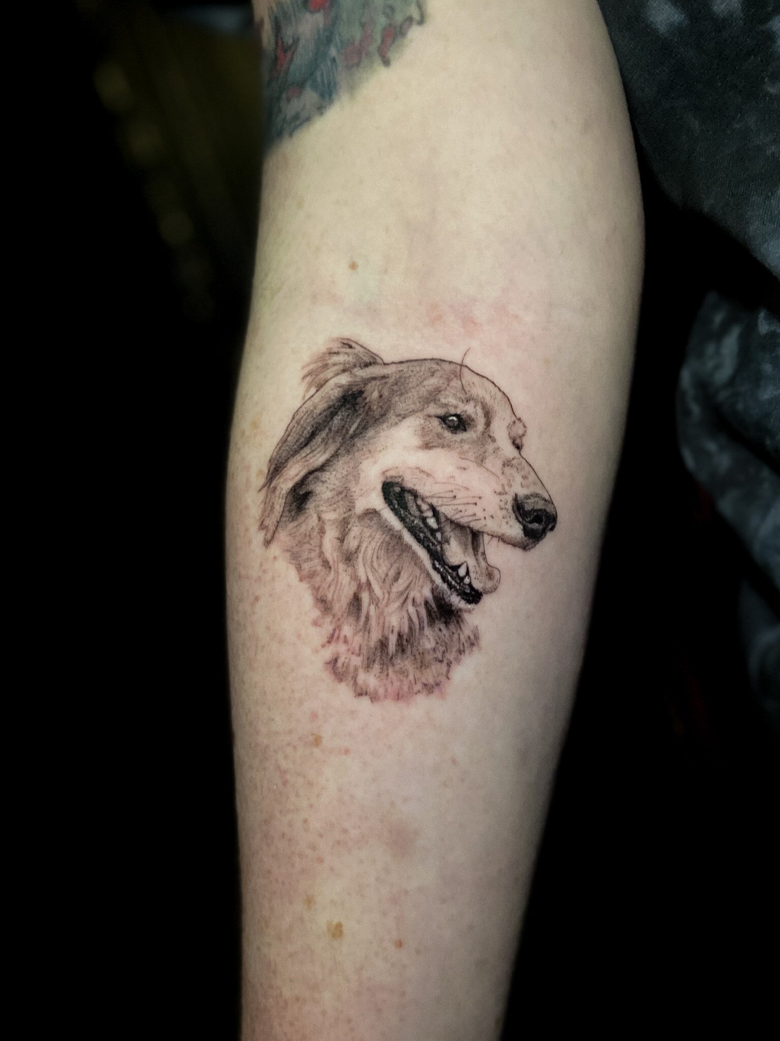 Pin by Renee Erhardt on Tattoo | Irish wolfhound, Pets drawing, Canine art