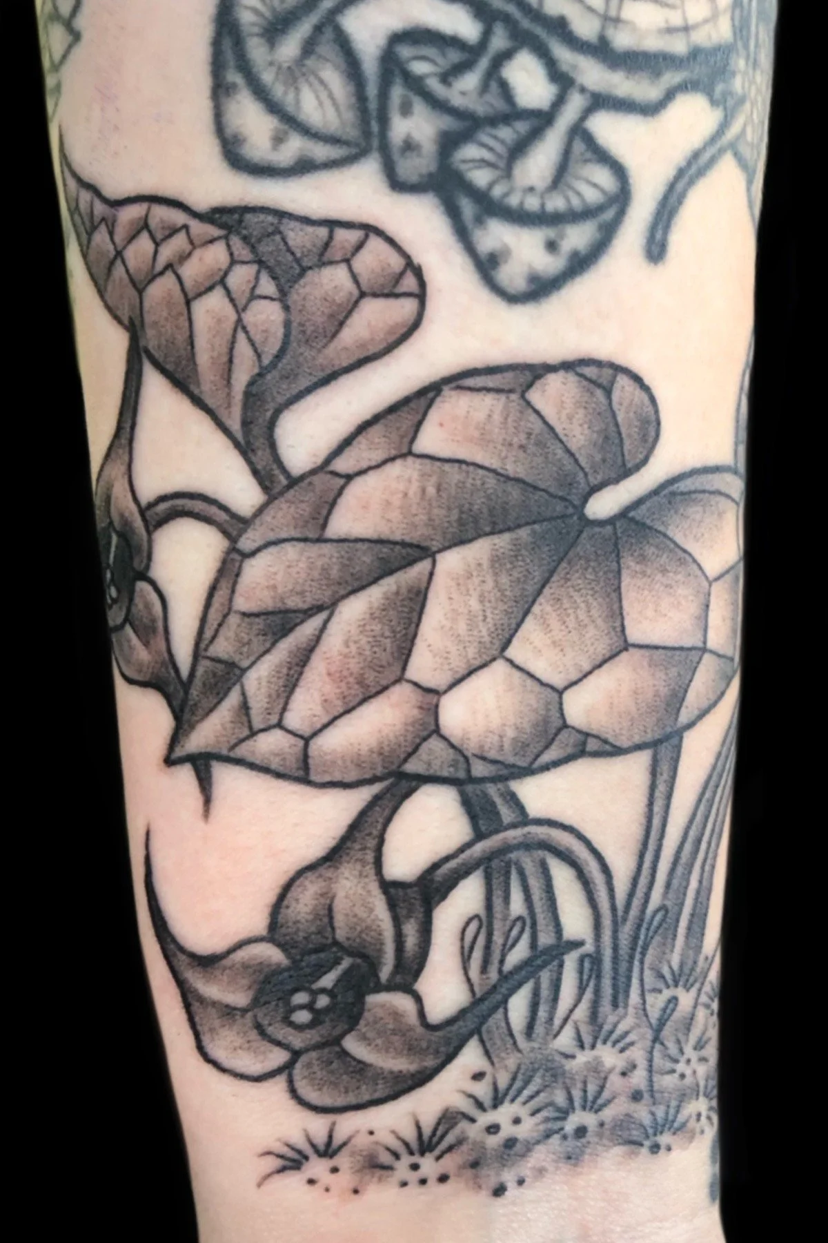 tattoo_wild ginger plant.jpg